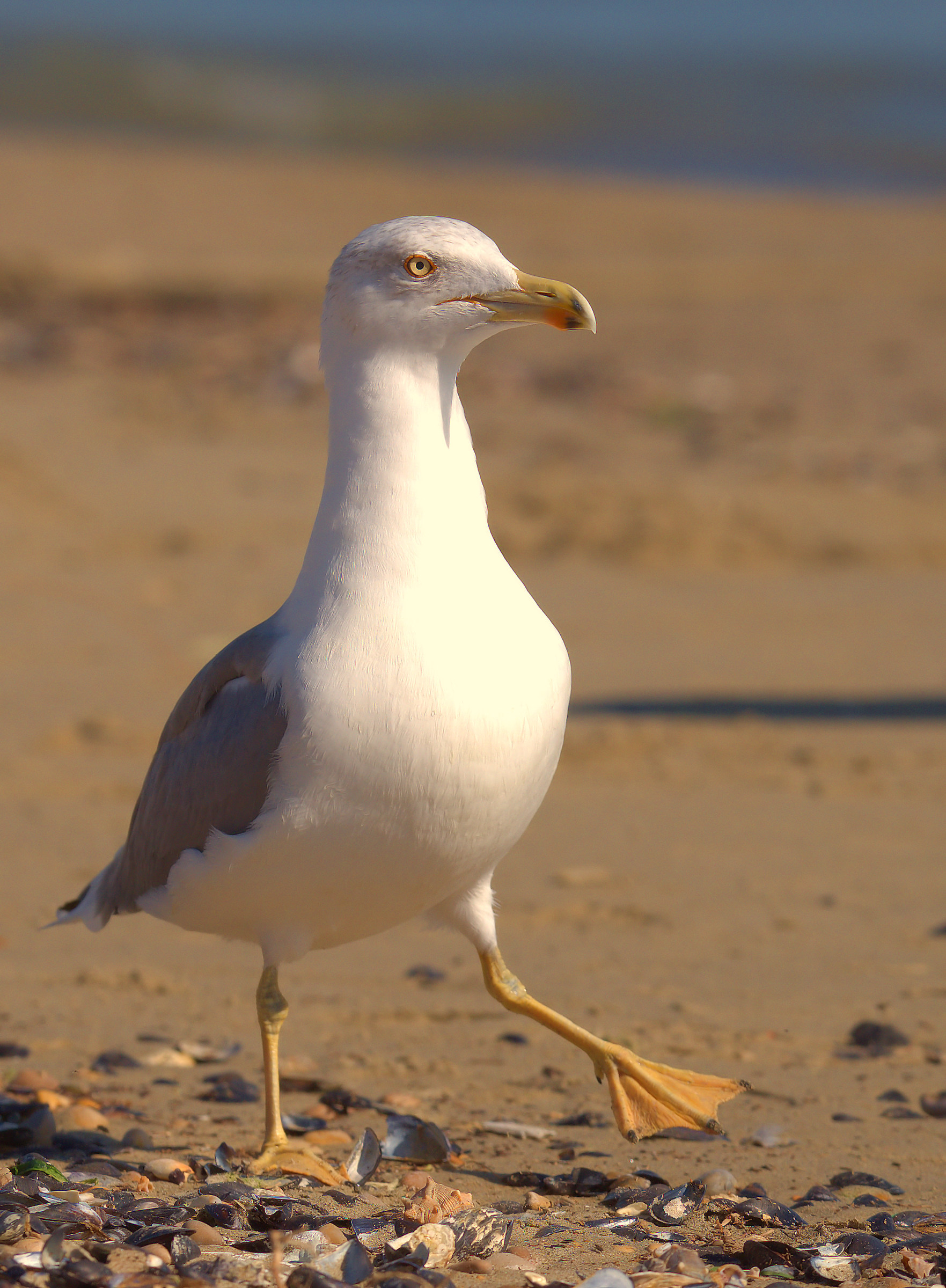 Real Seagull