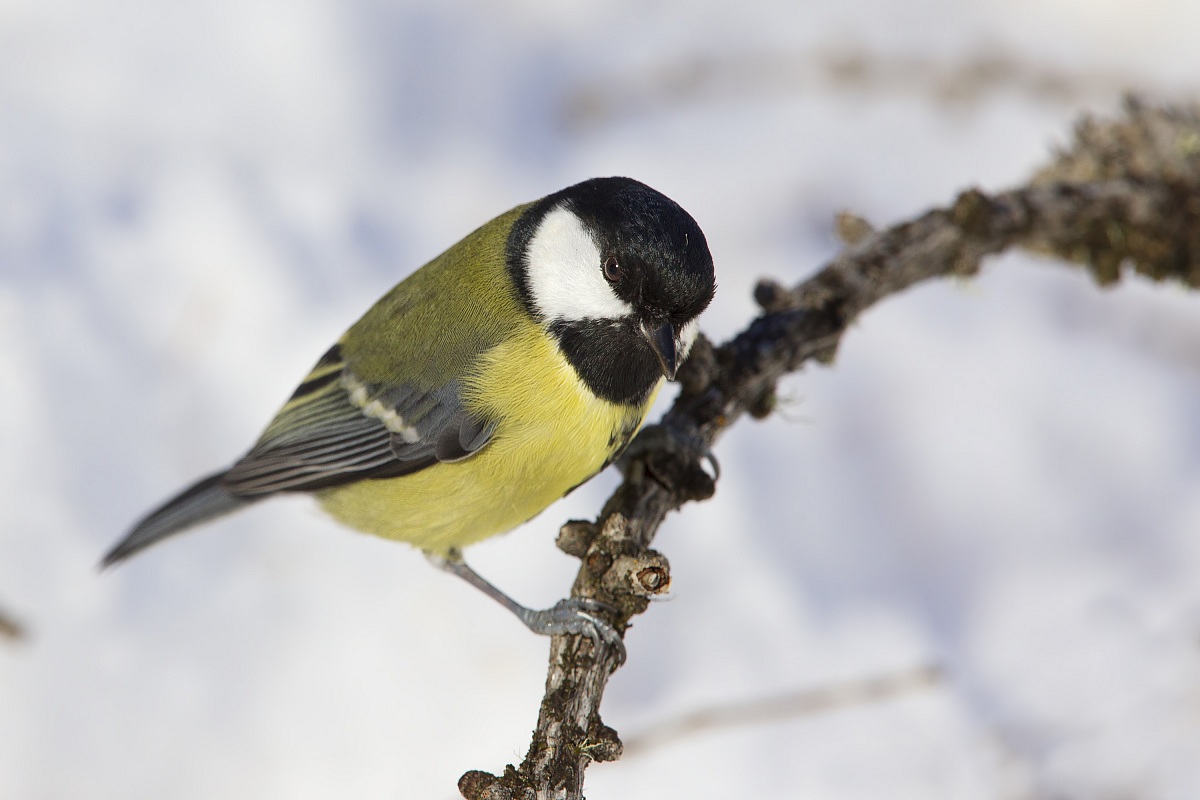 Great Tit
