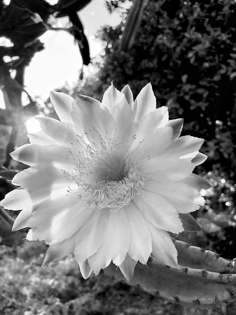 Fiore di pianta grassa