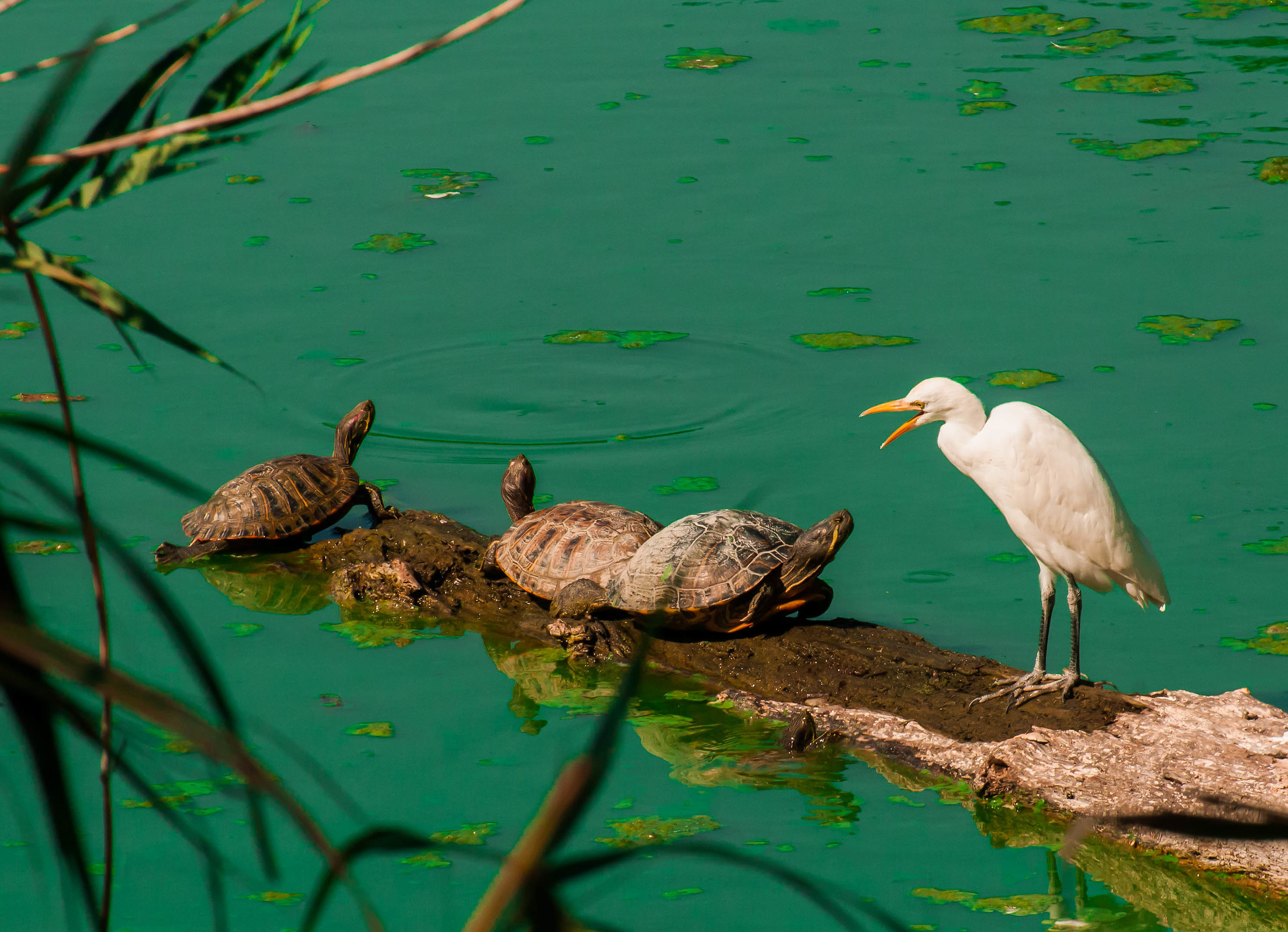 La contesa del tronco