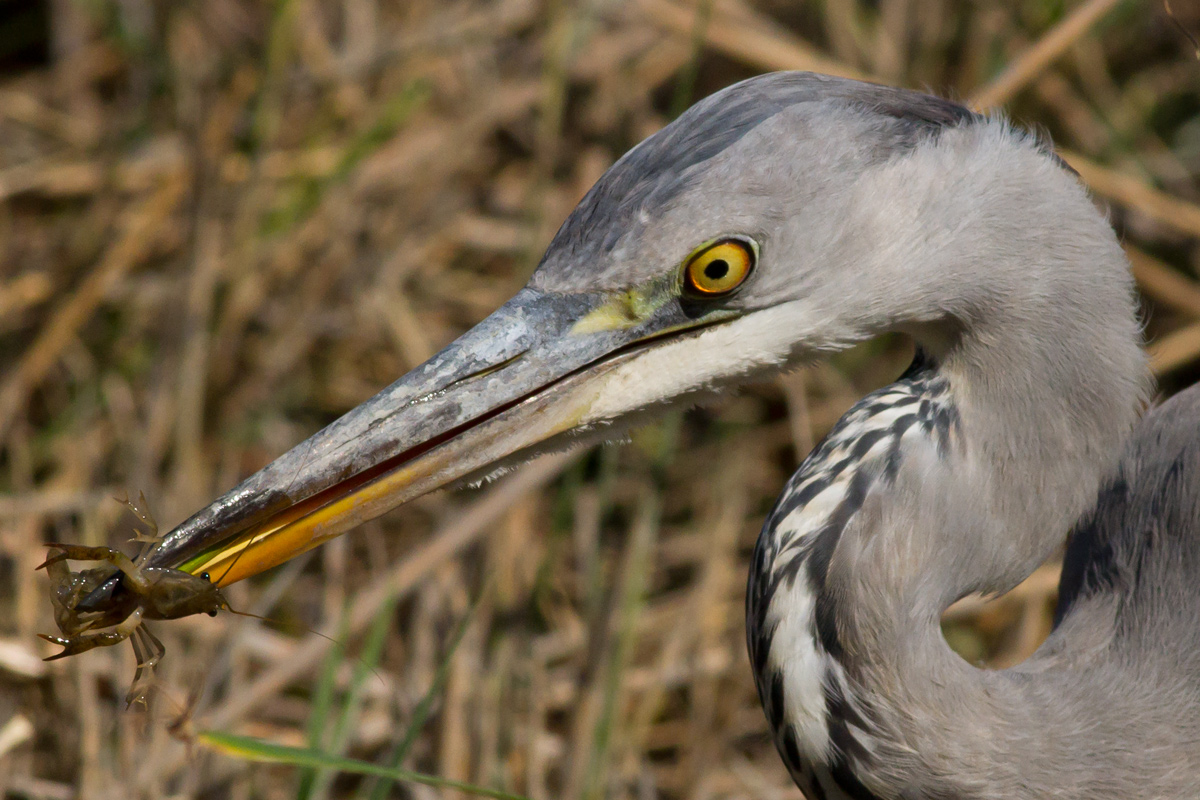 Let's look in the eye