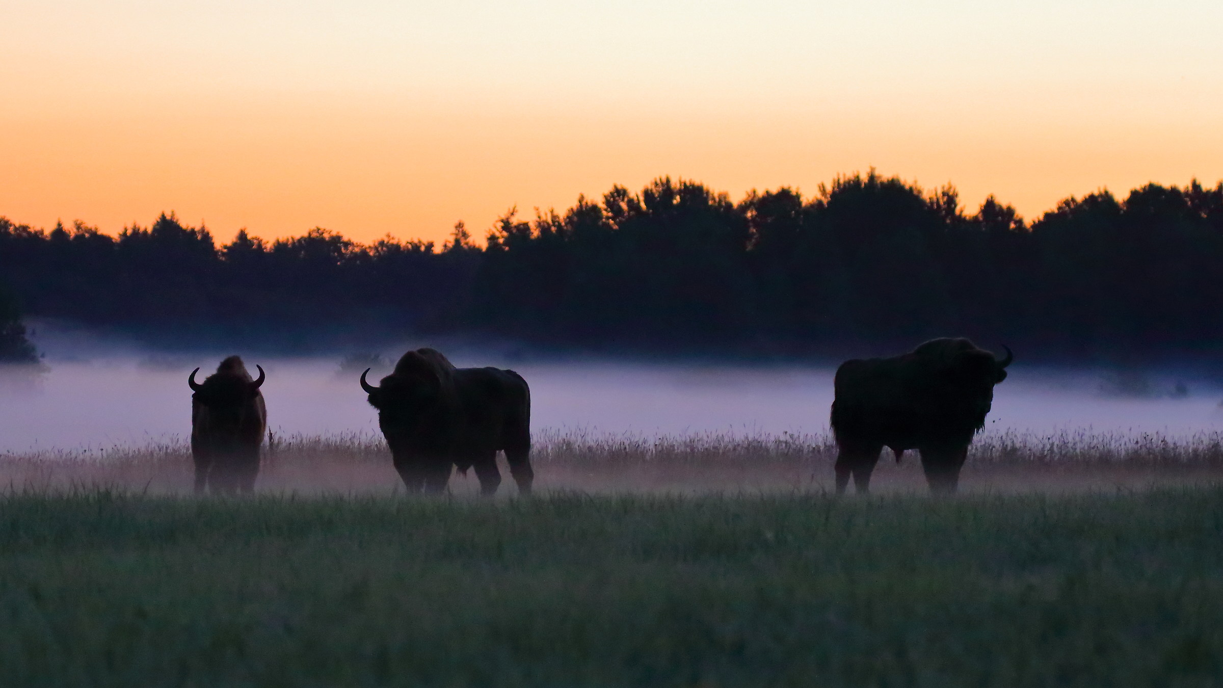 Bison in the Fog