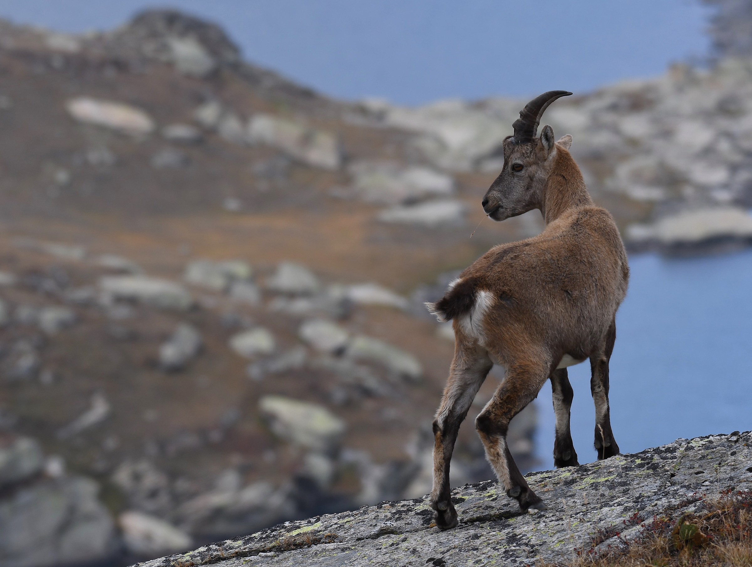 Young Alpine Ibex