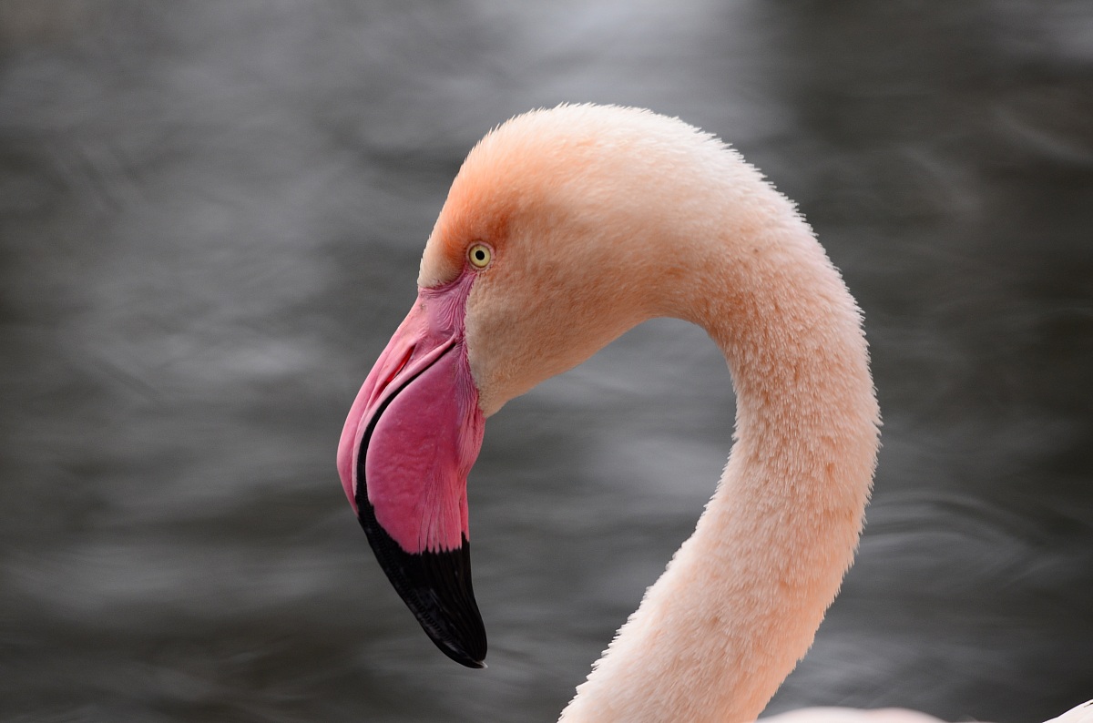 Pink flamingo