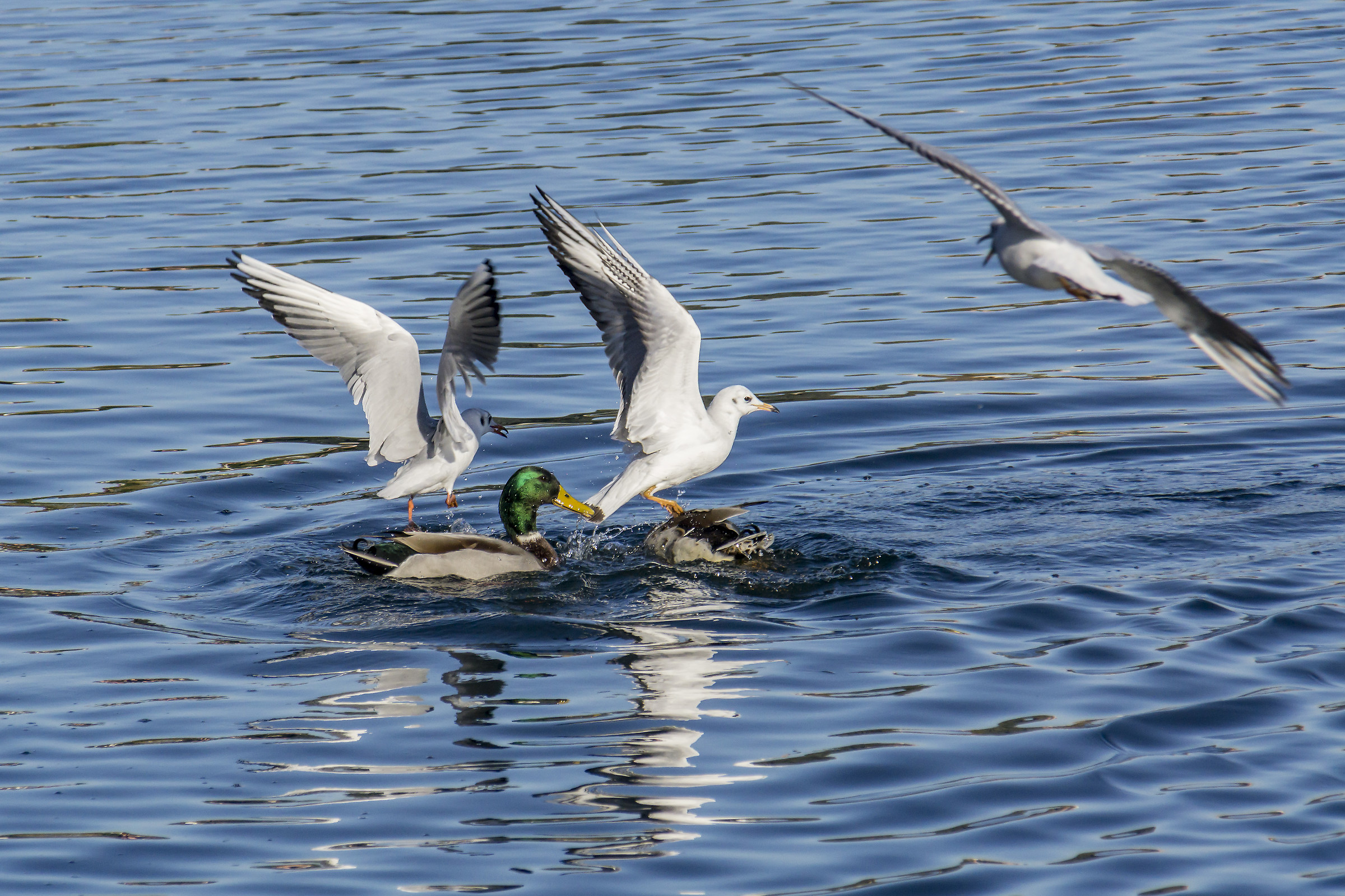 Seagulls competing with Germans