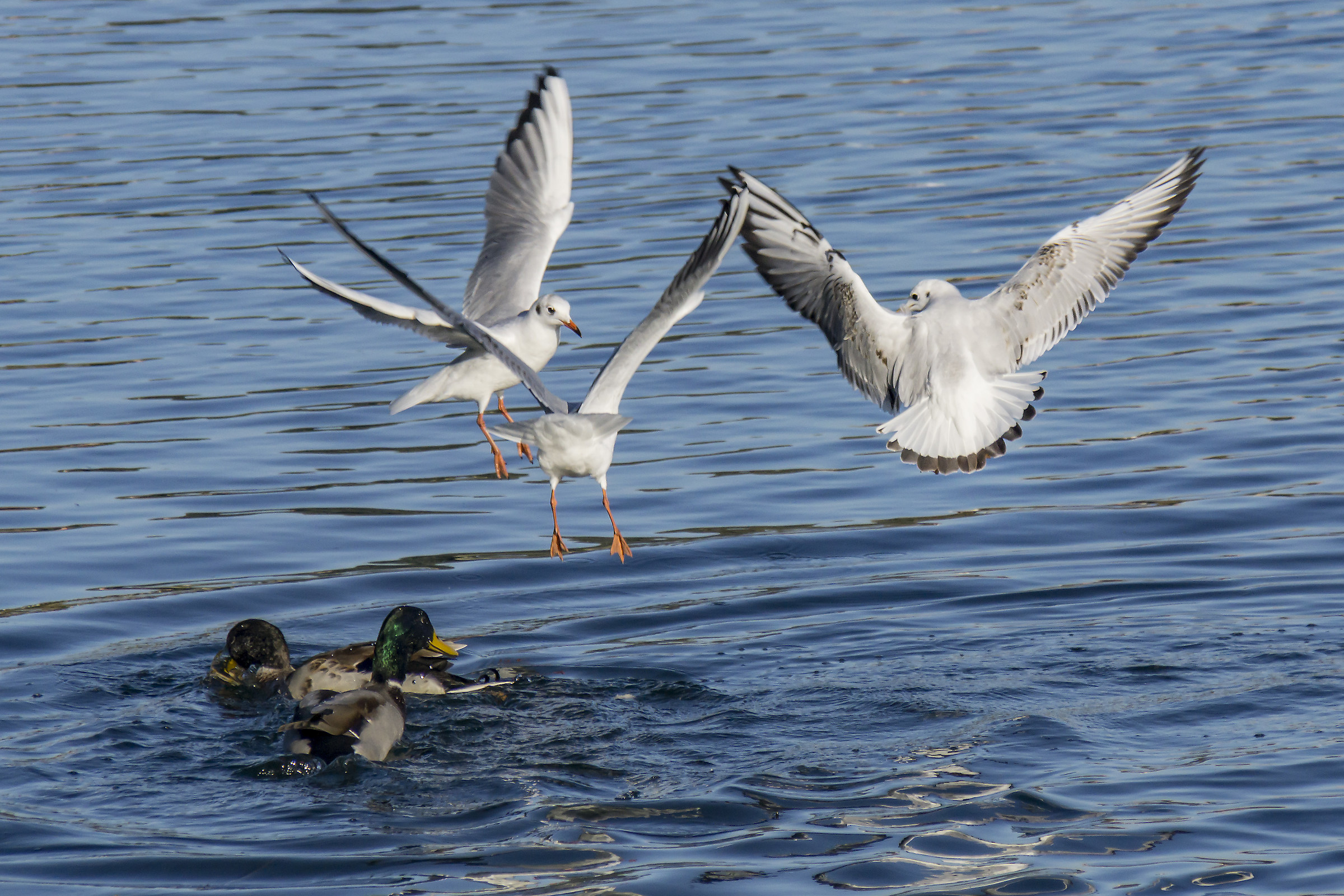 Seagulls competing with Germans