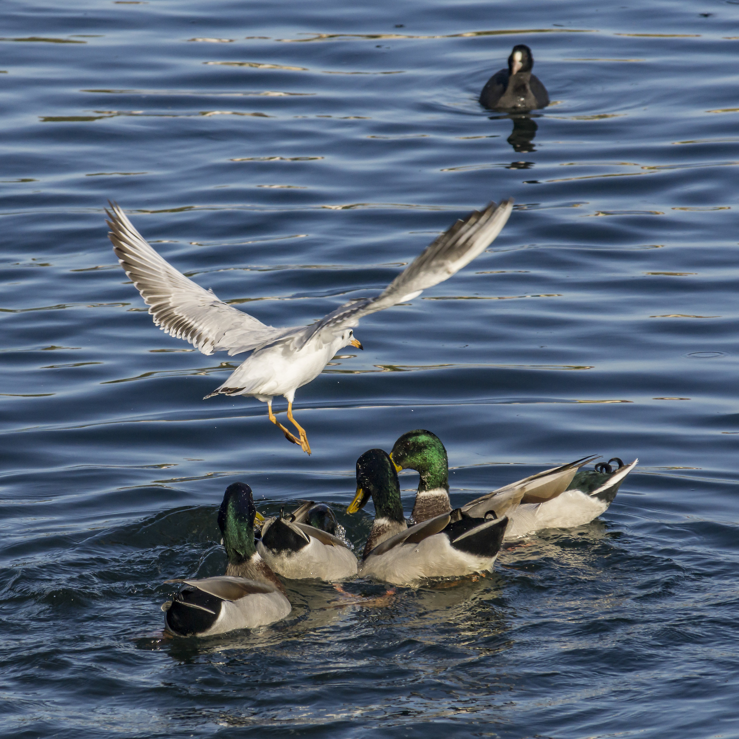 Gabbiano che contende con germani