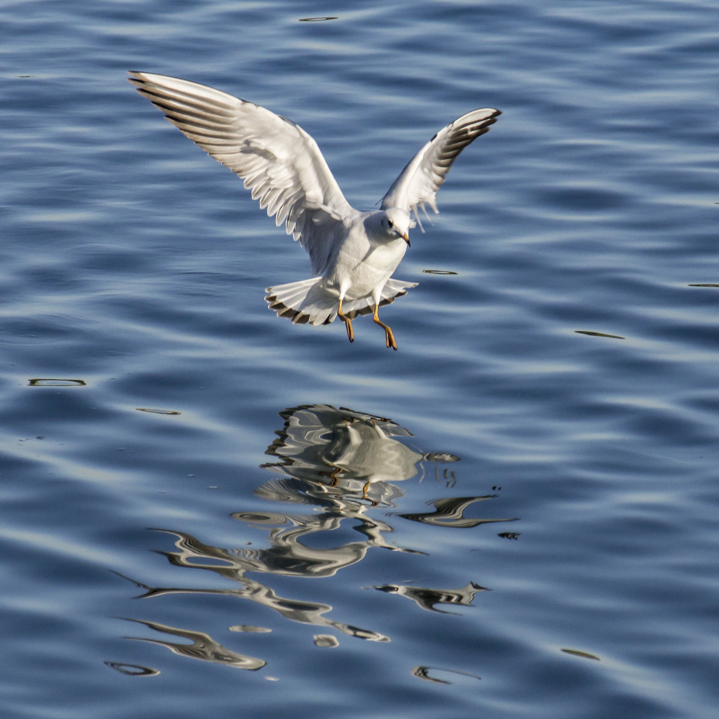Seagulls contending with Germans