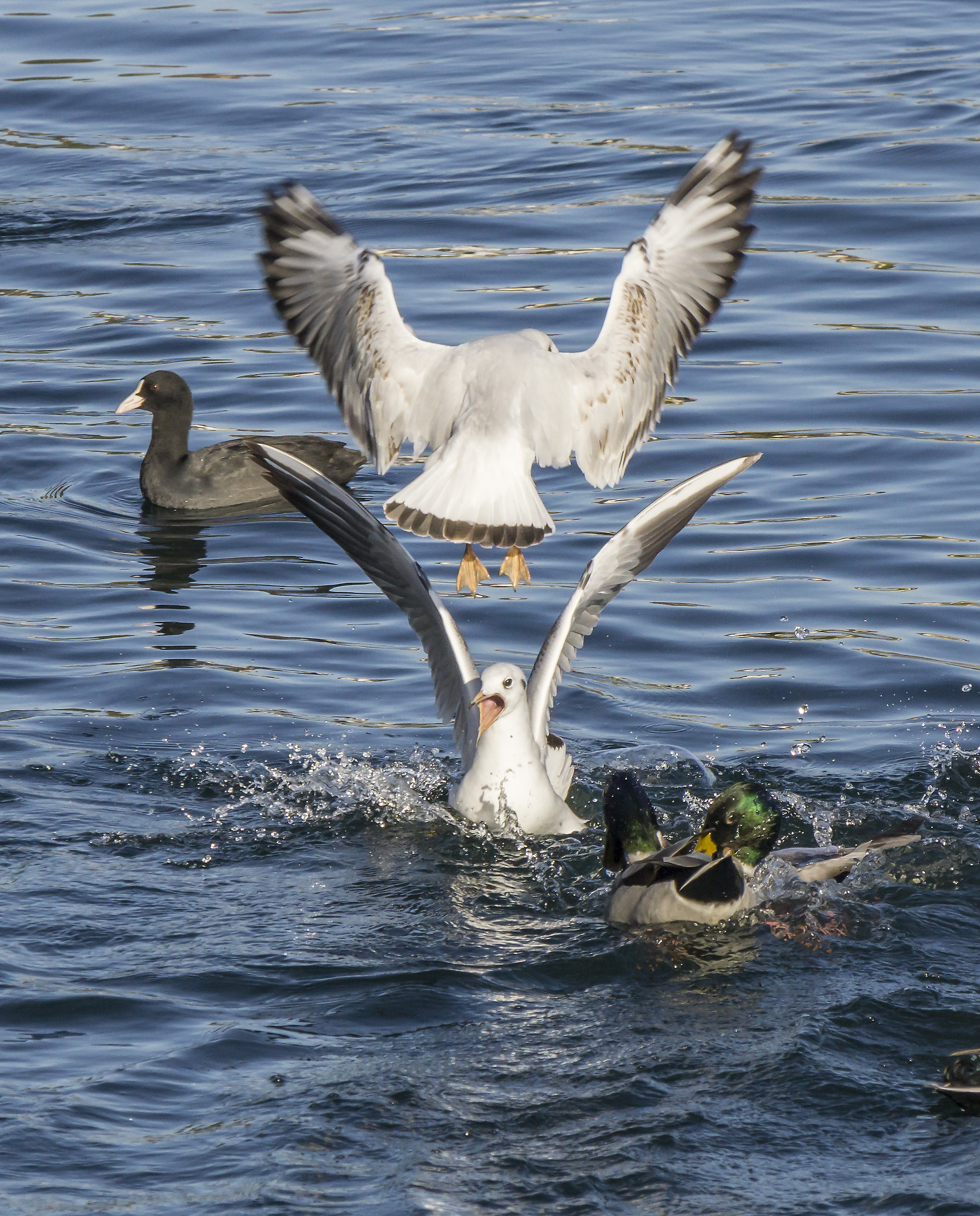 Gabbiani che contendono con germani