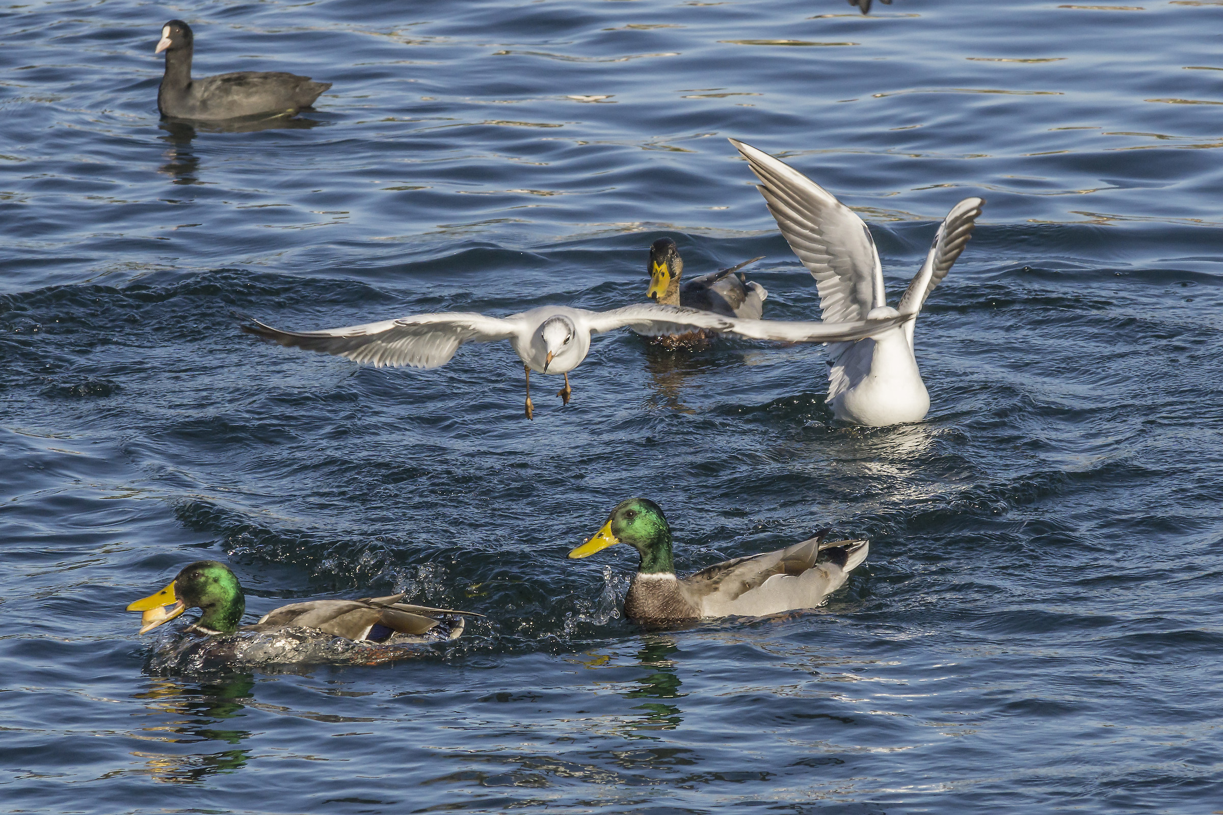 Gabbiani che contendono con germani