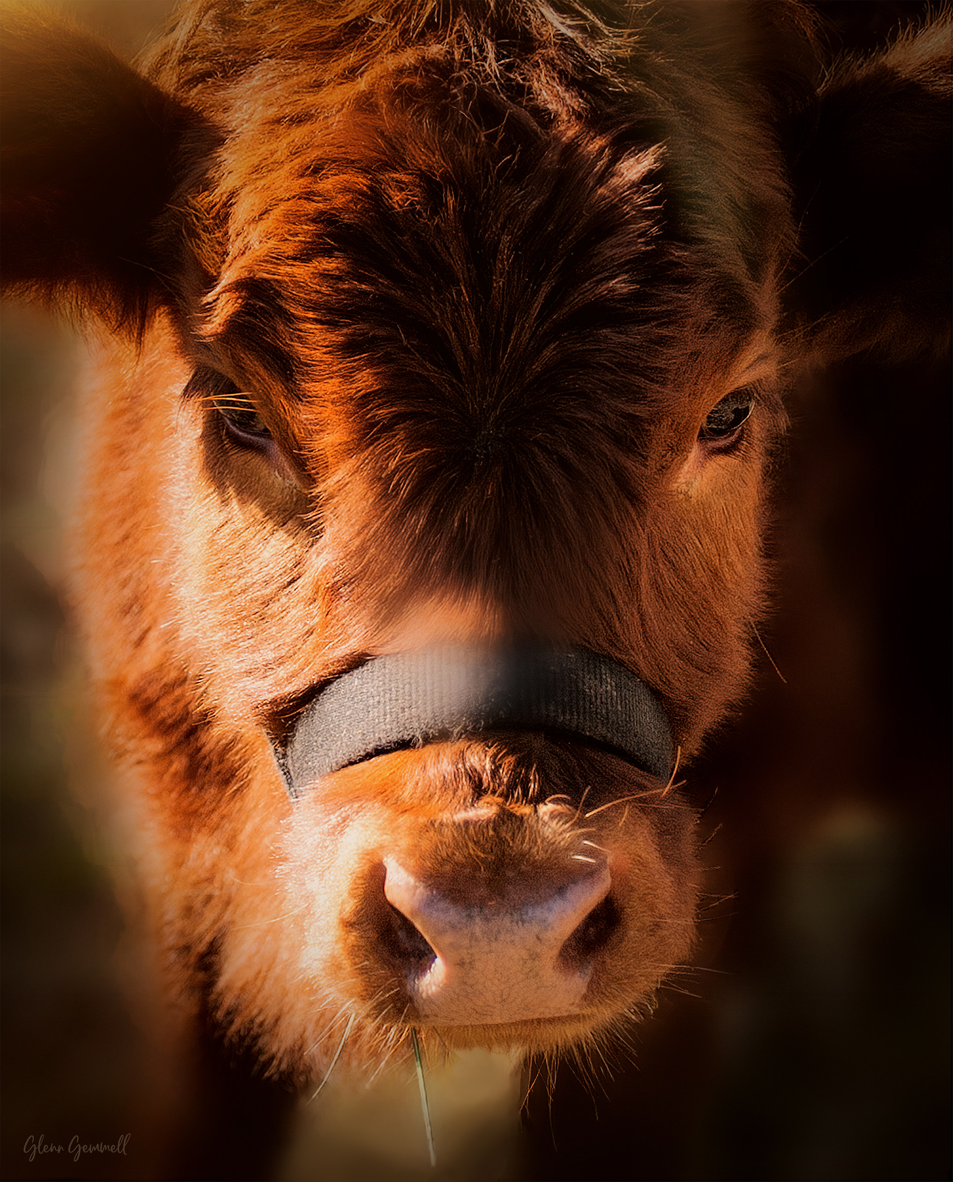 Portrait of Johns calf on the farm