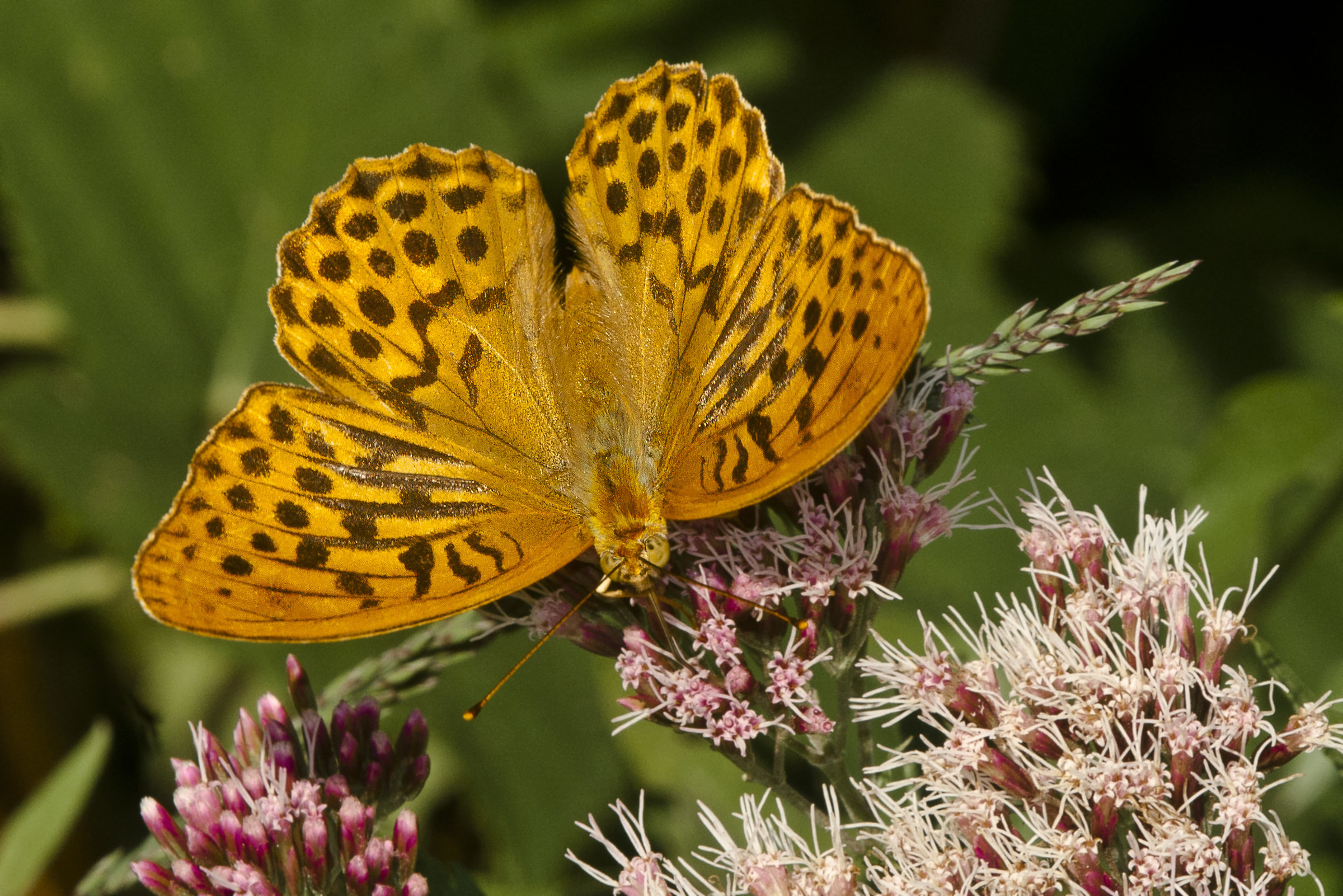 Argynnis paphia