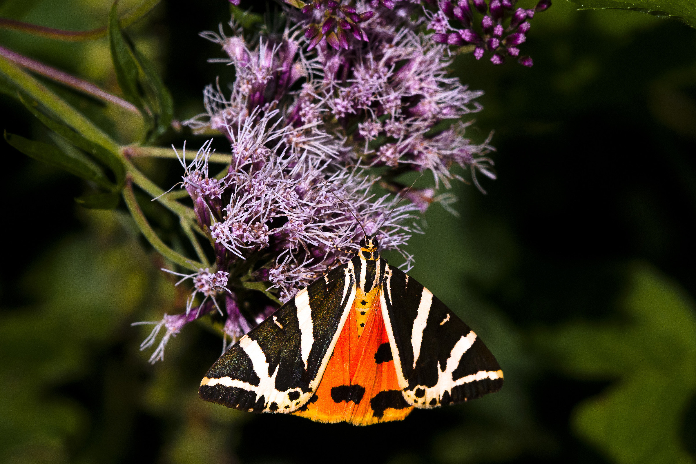 Falena dell'edera (Euplagia quadripunctaria)