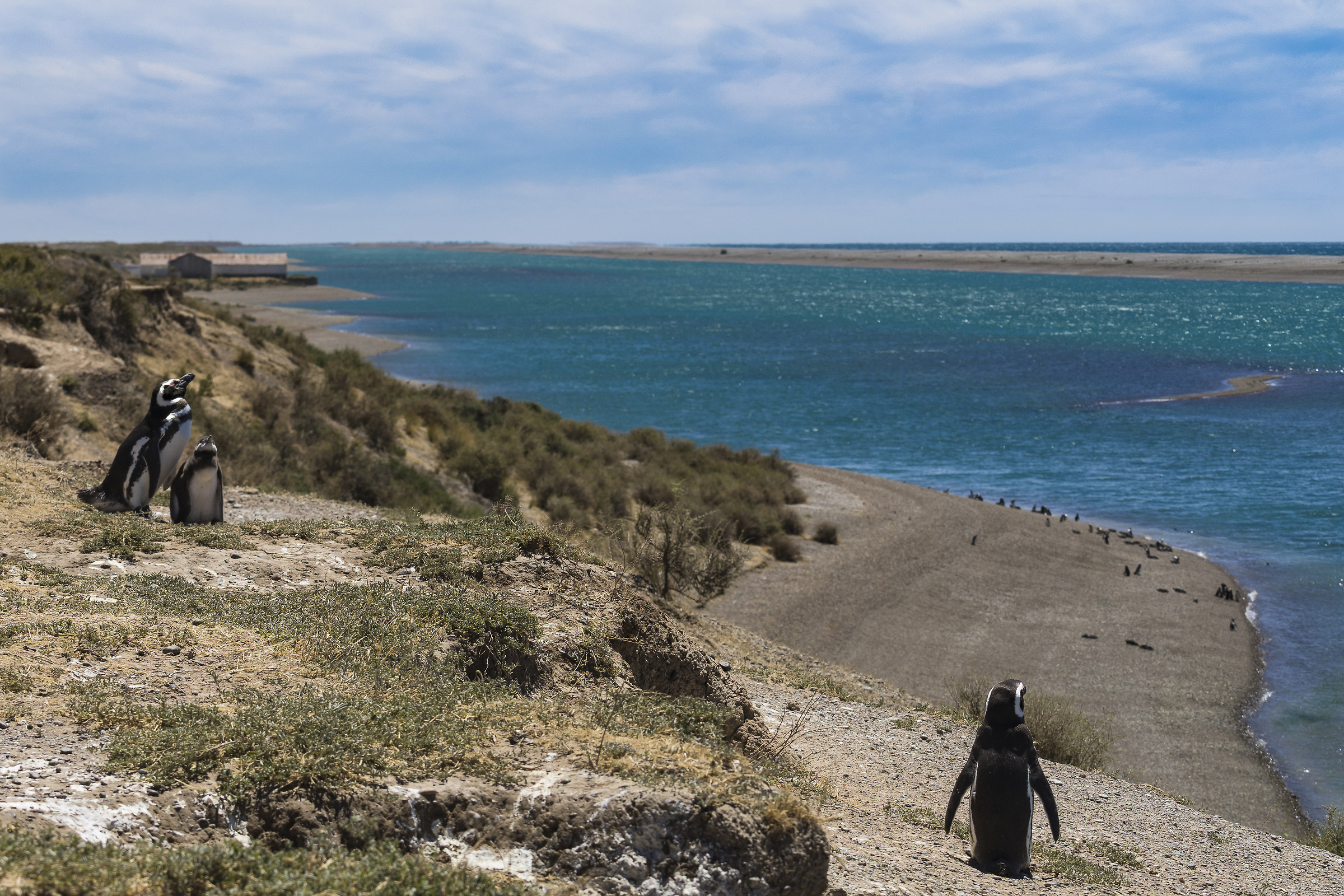 Caleta Valdes Canal, Magellanic Penguin