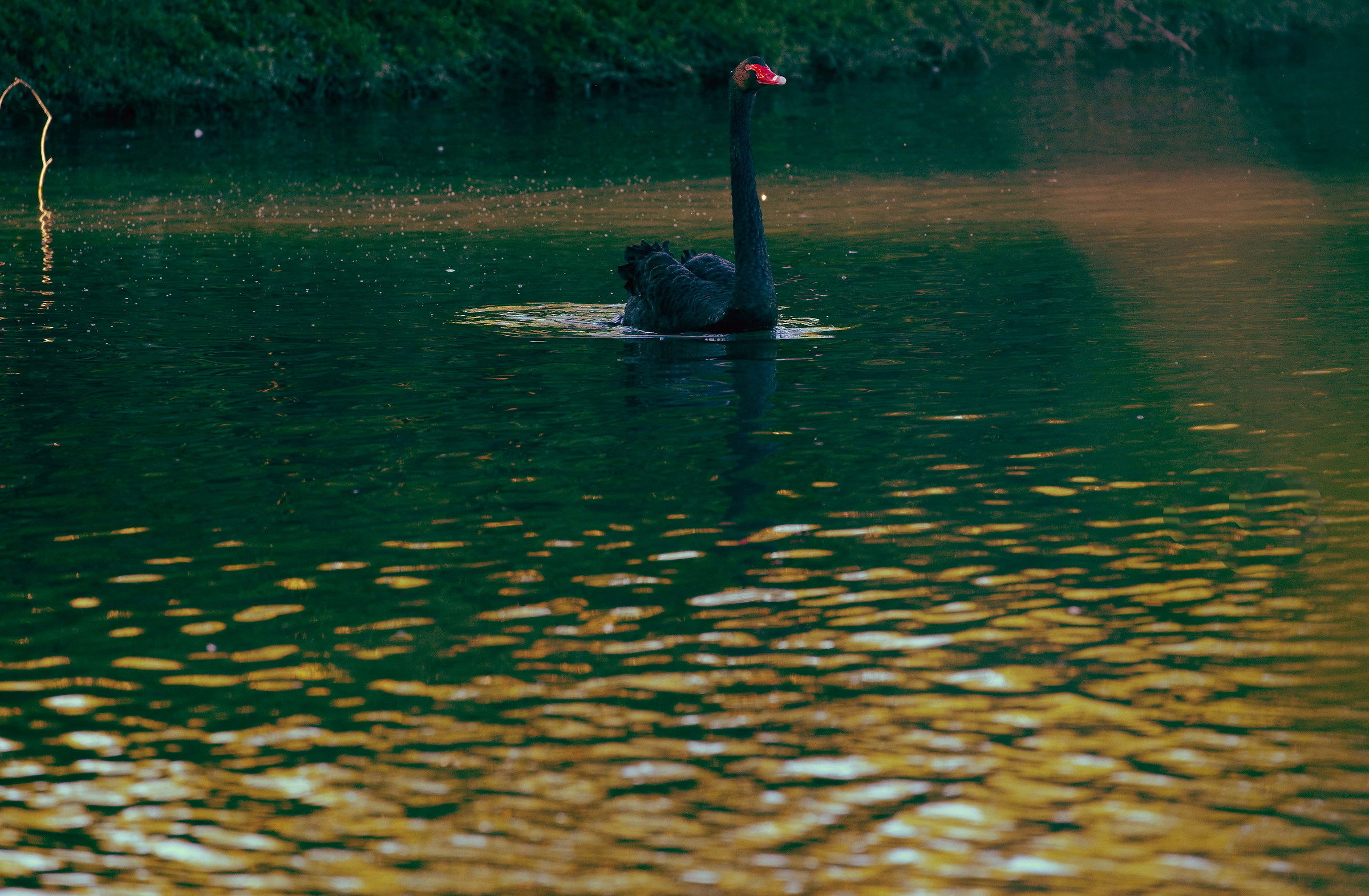 Il Principe del lago dorato