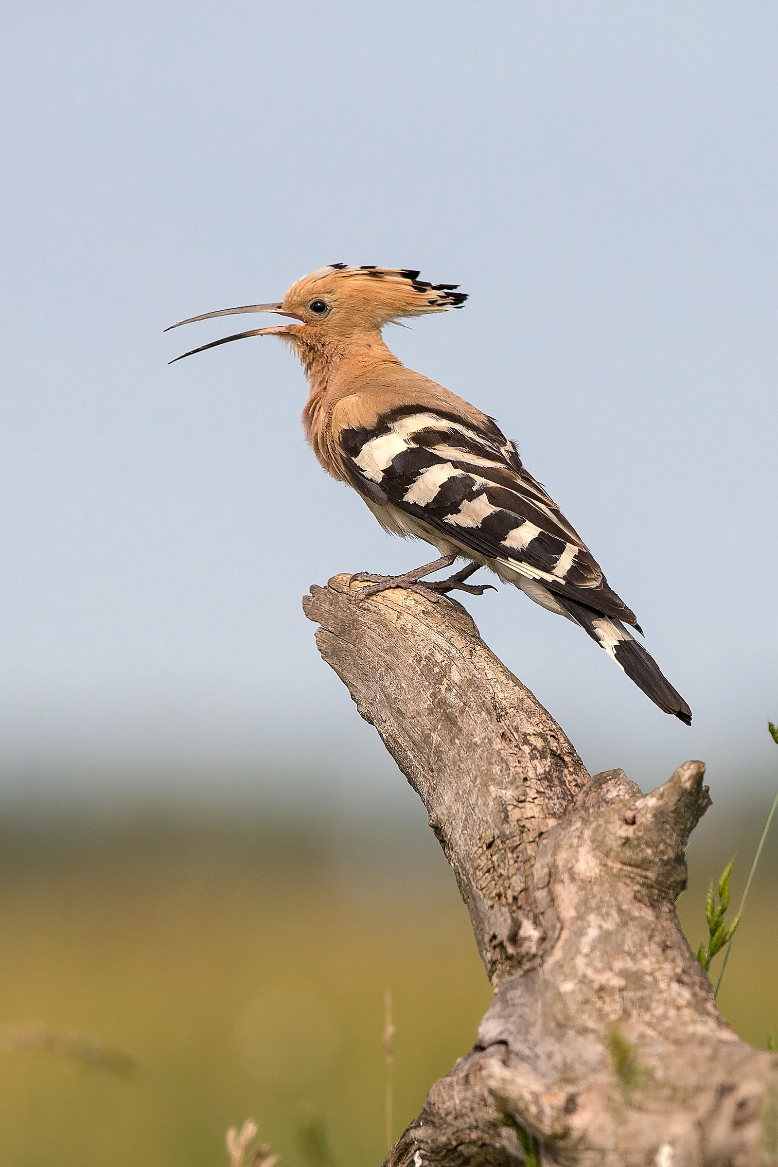 Hoopoe (Upupa epops)
