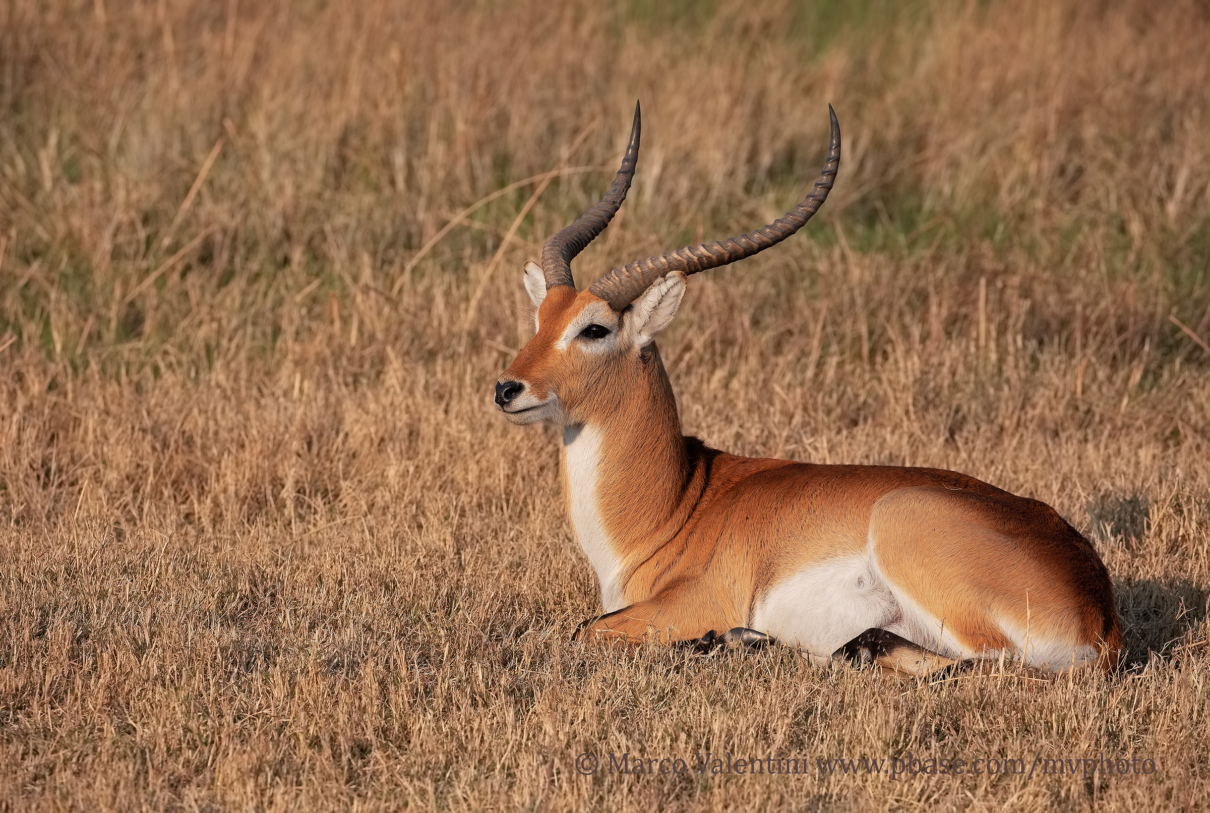 Lechwe