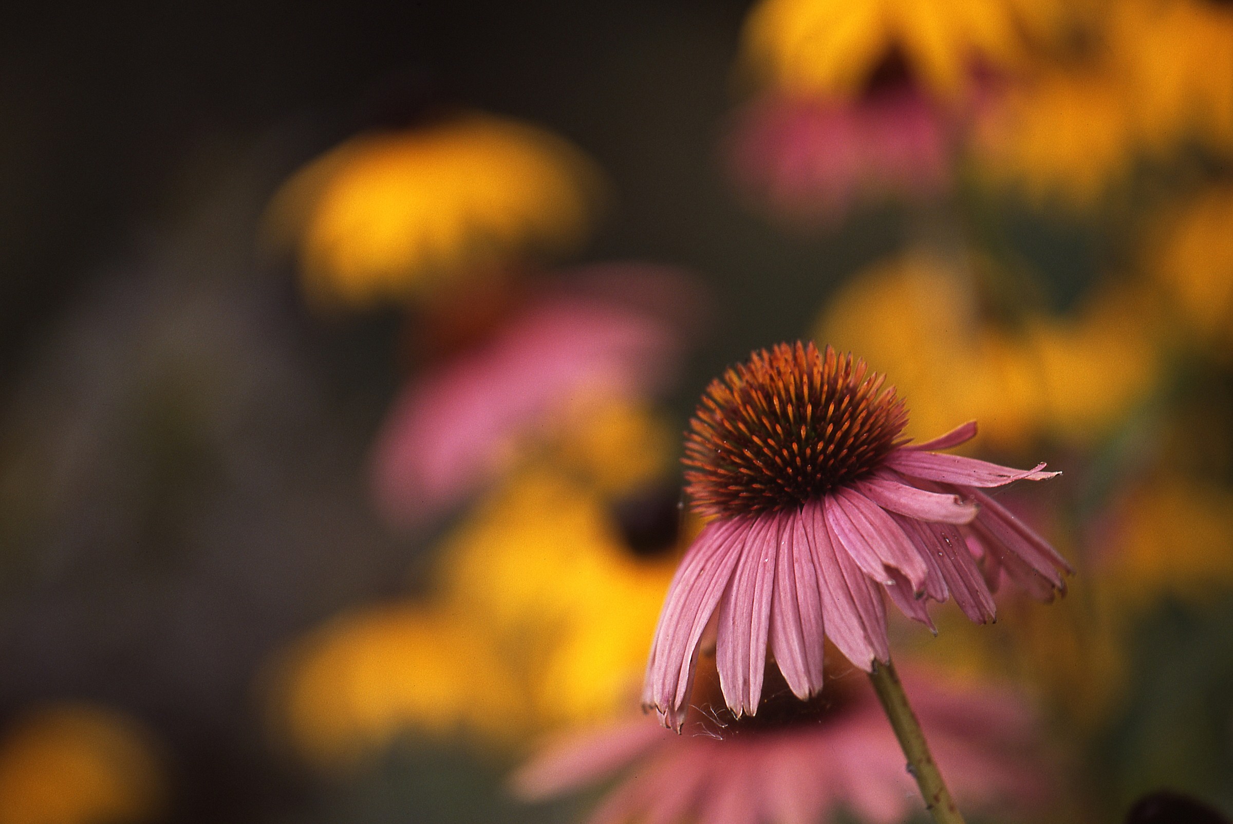 Echinacea