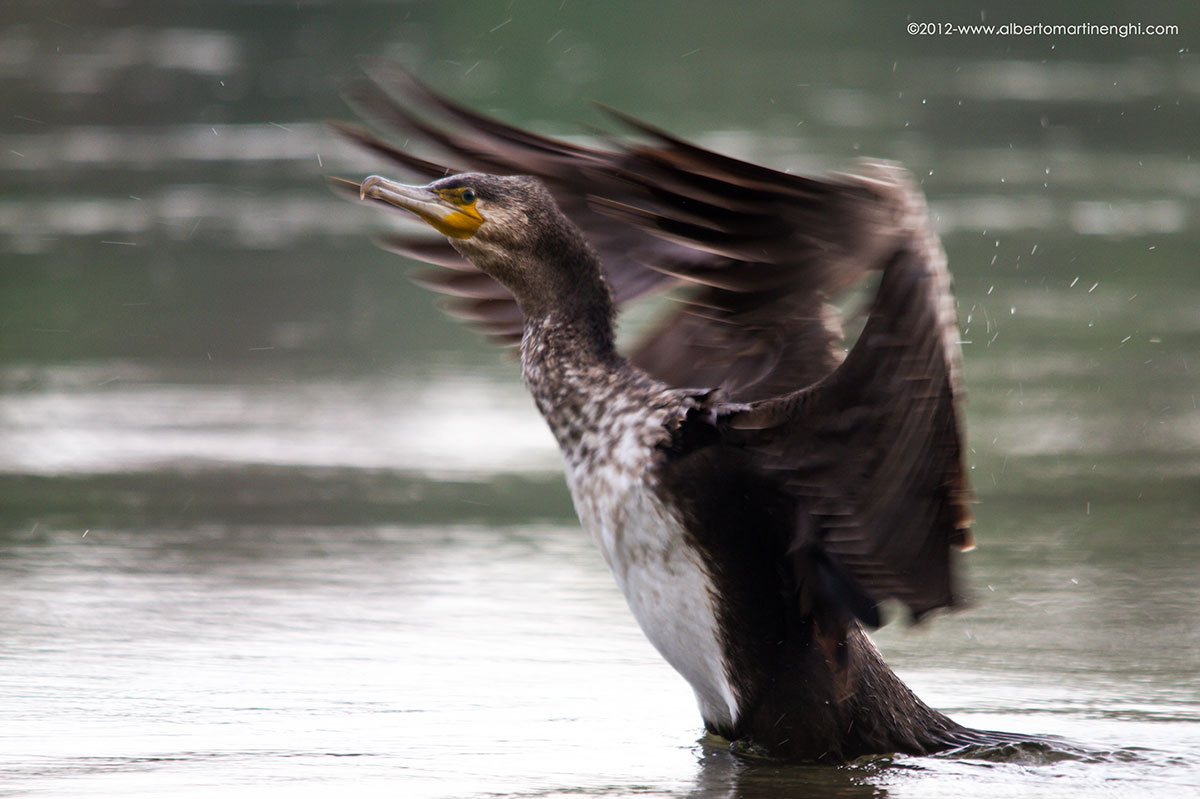 cormorano