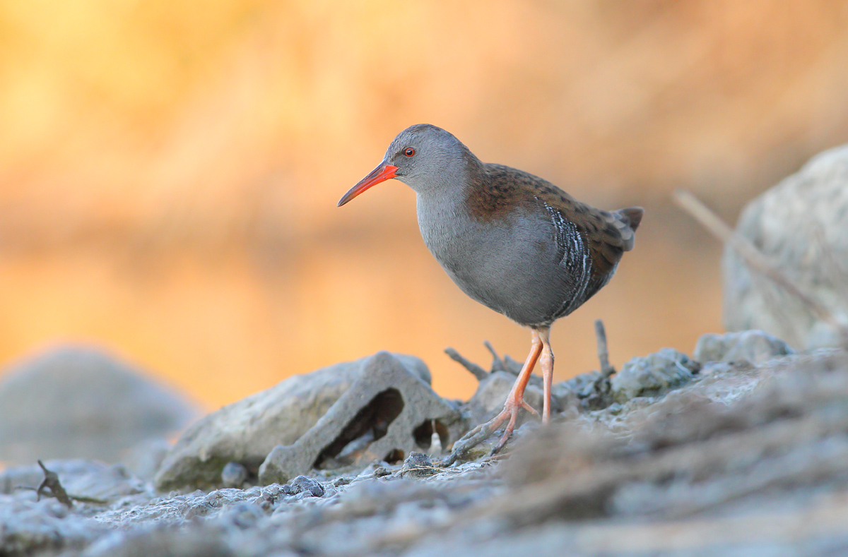 Water Rail