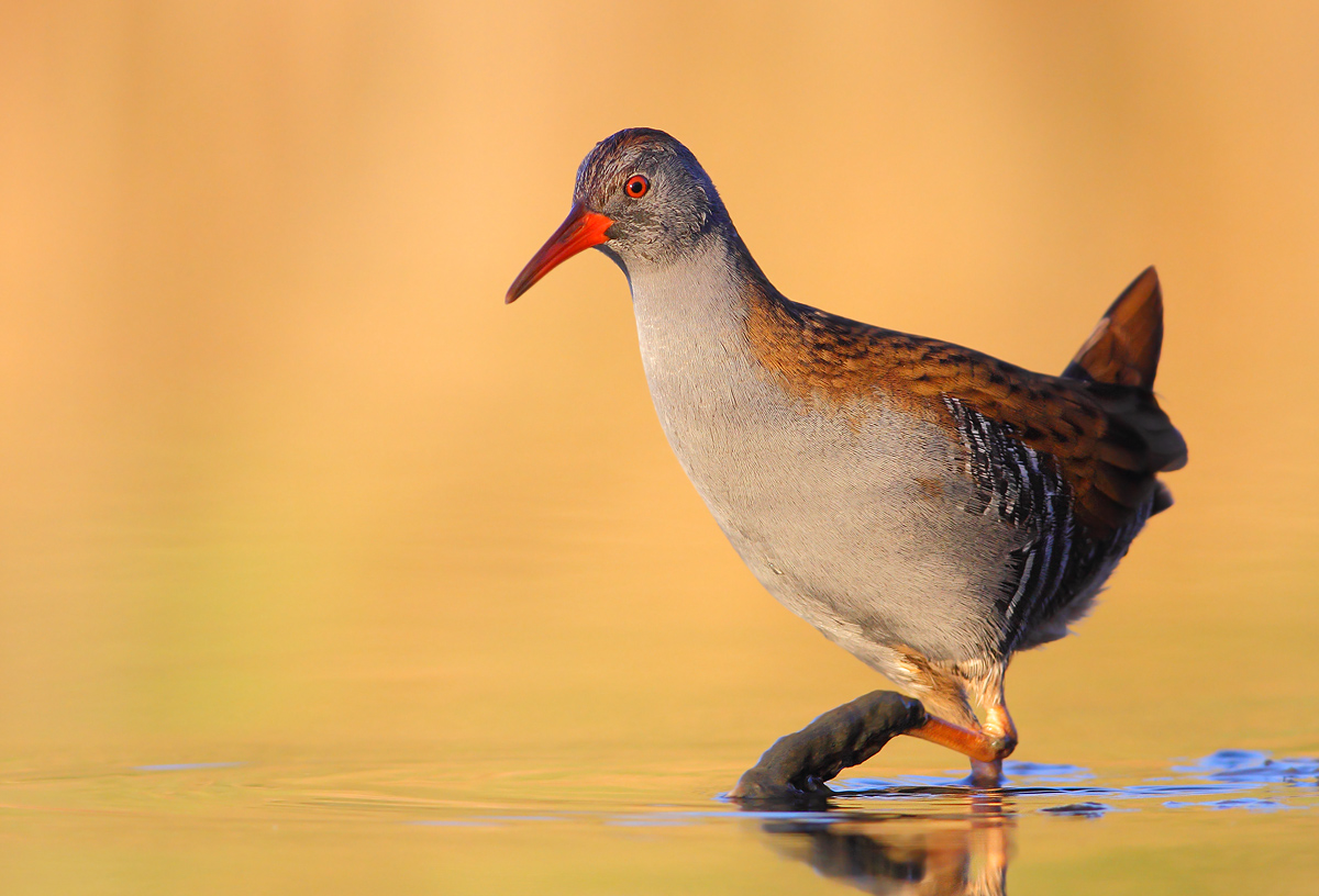 Water Rail