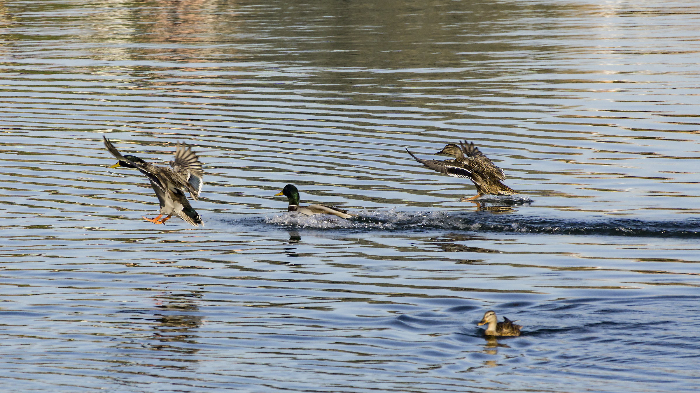 Due femmine e un maschio di germano reale in ammaraggio
