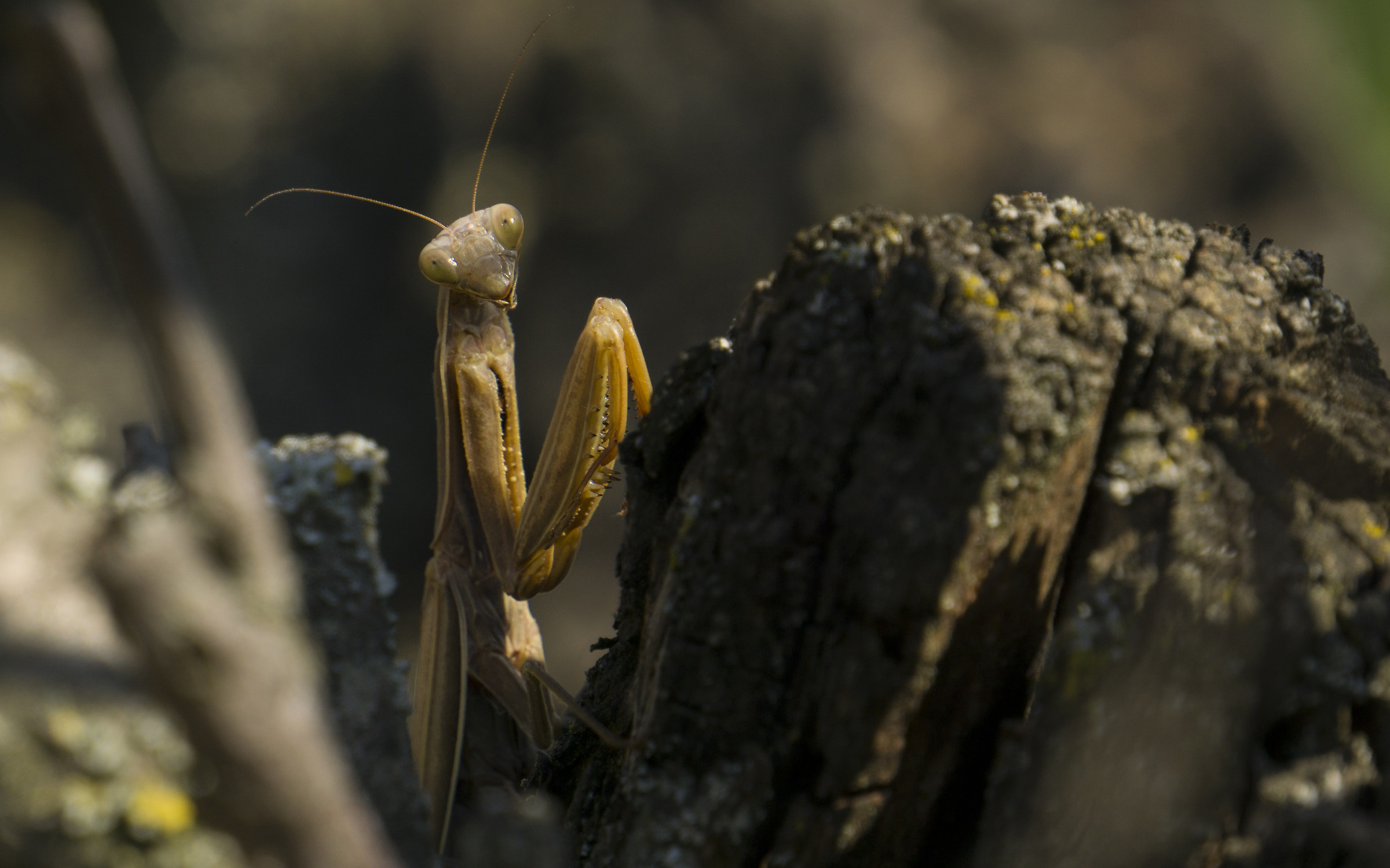 Mantide in fase marrone - Sarezzano (al)