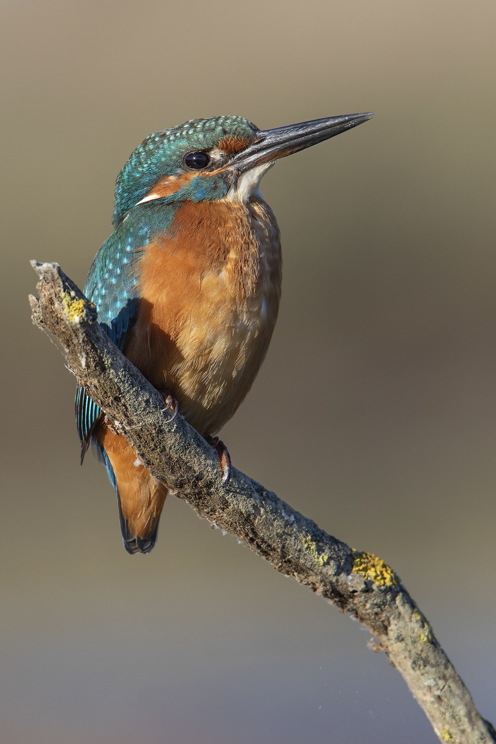 Kingfisher