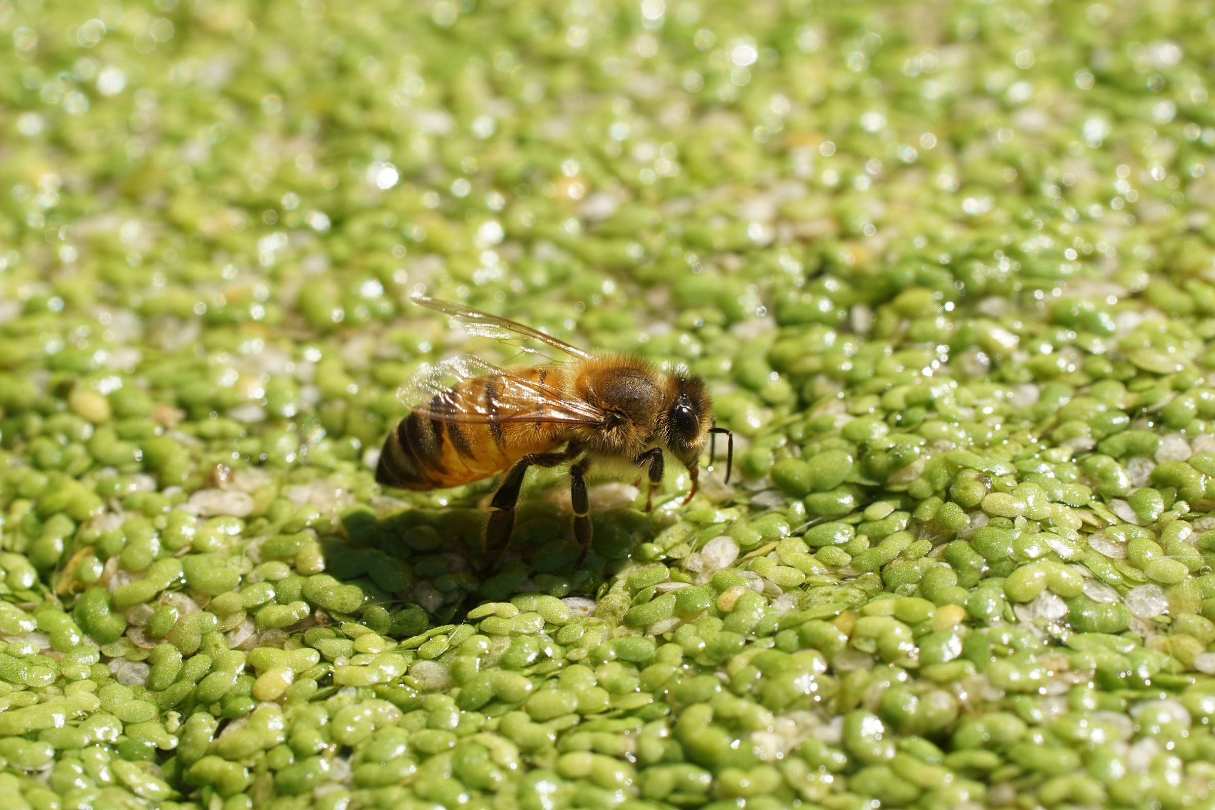 Apis mellifera che si abbevera su Lemna minor