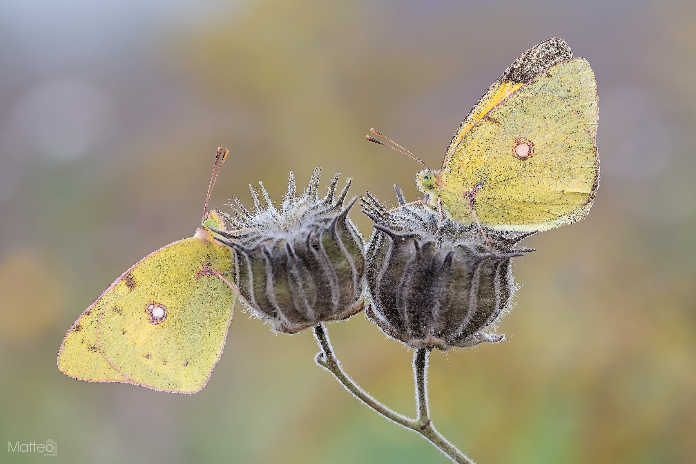Couple of Colias