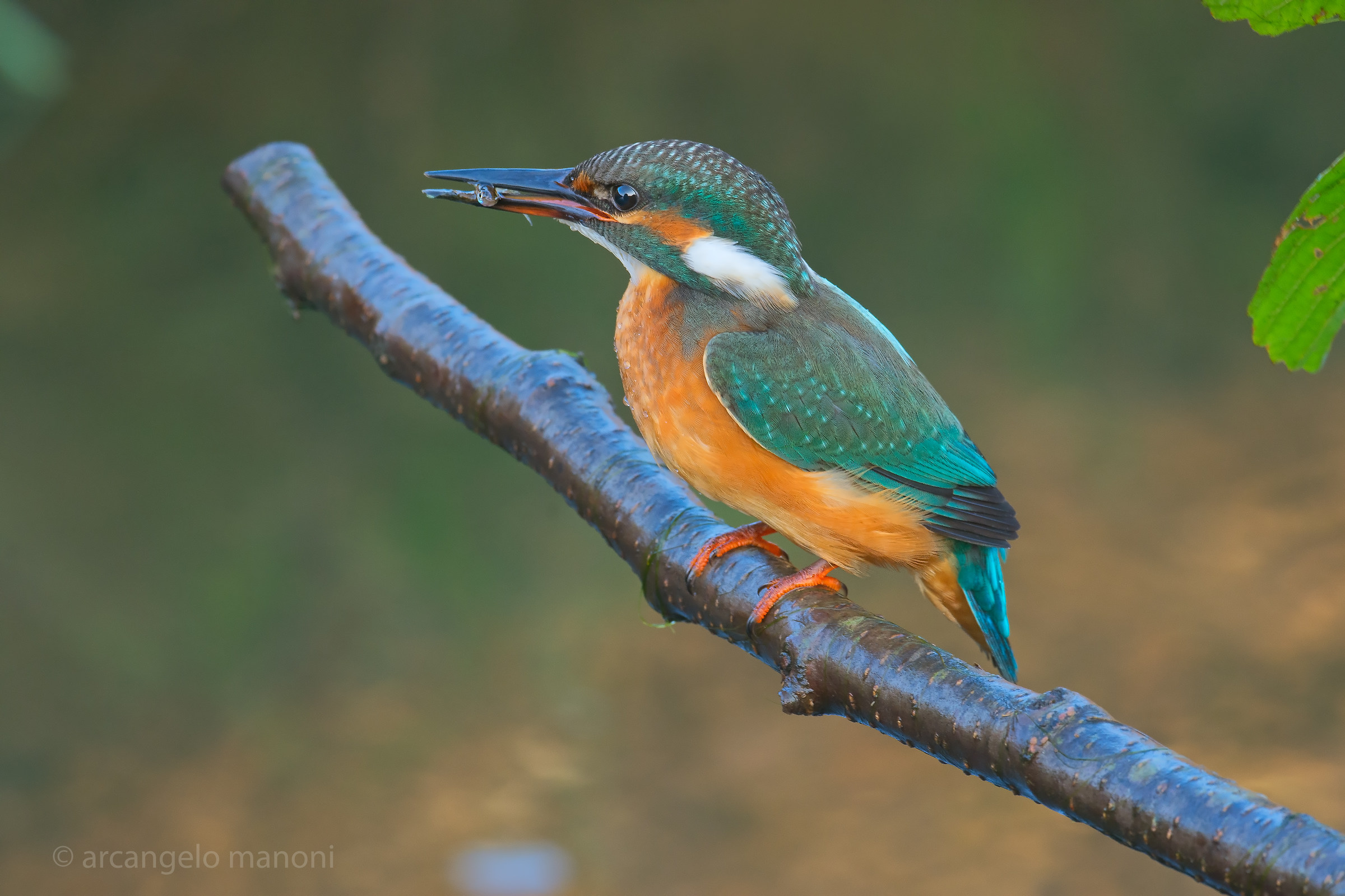 Who is satisfied enjoys