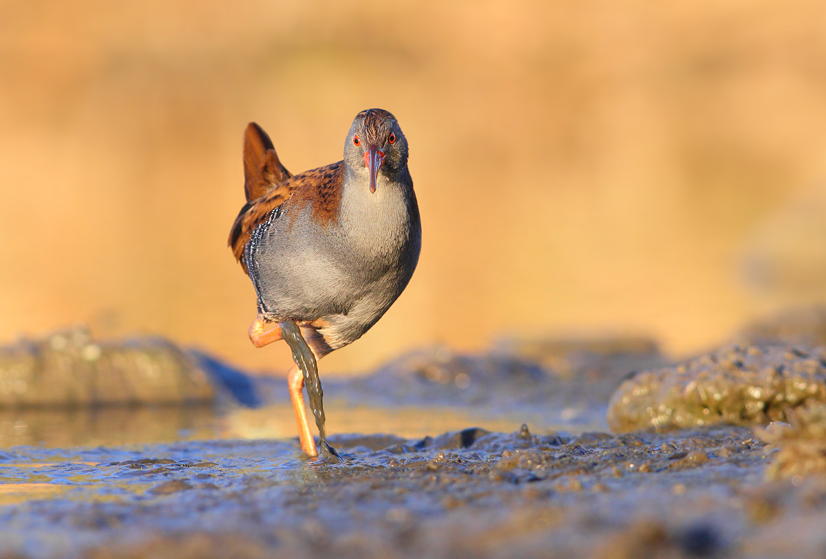 Water Rail