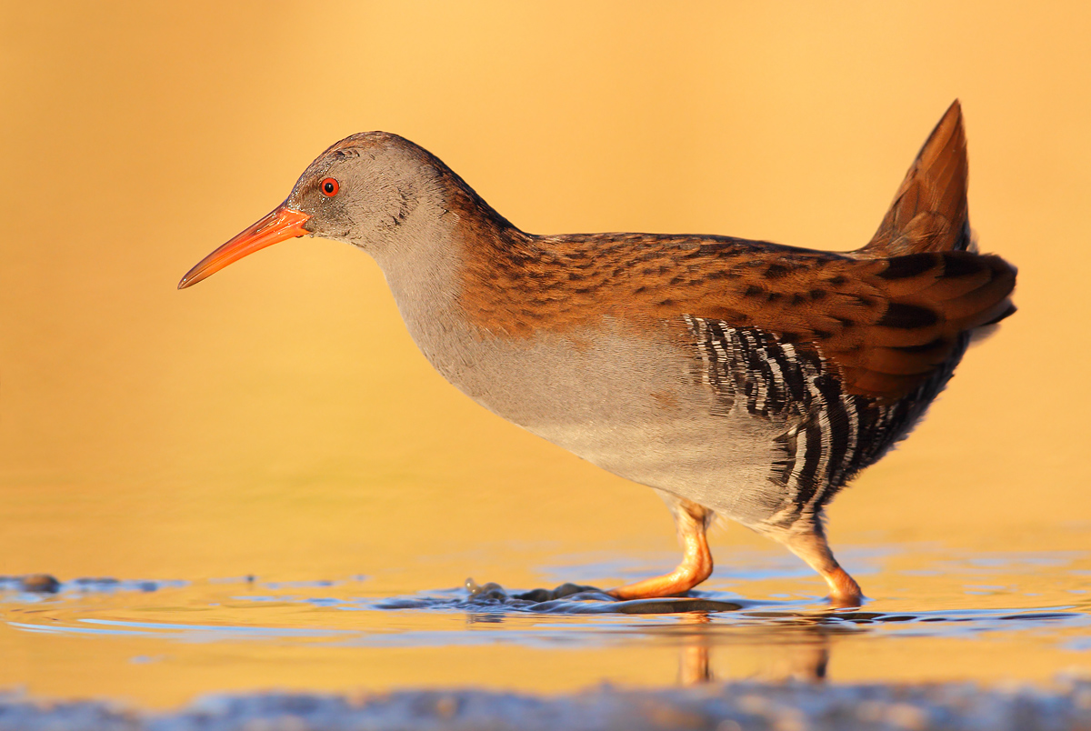 Water Rail