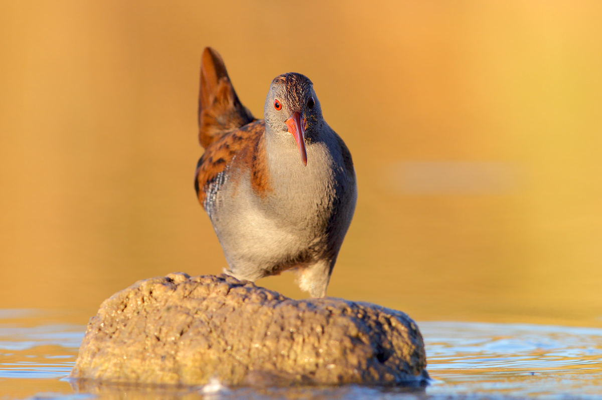 Water Rail