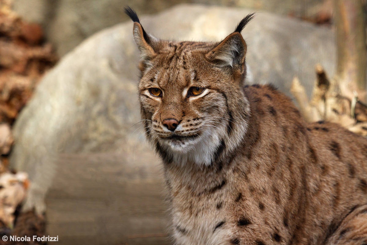 Lince