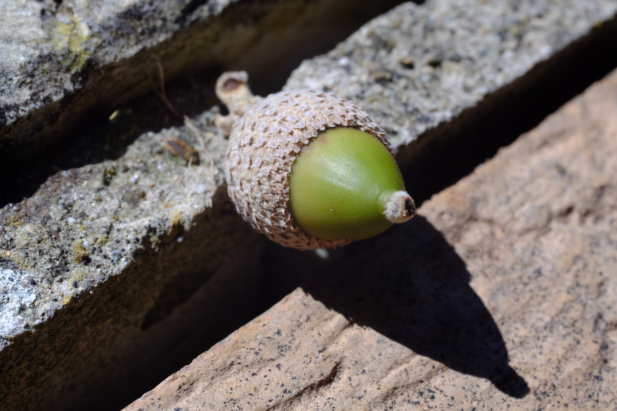 non trvo lo scoiattolo