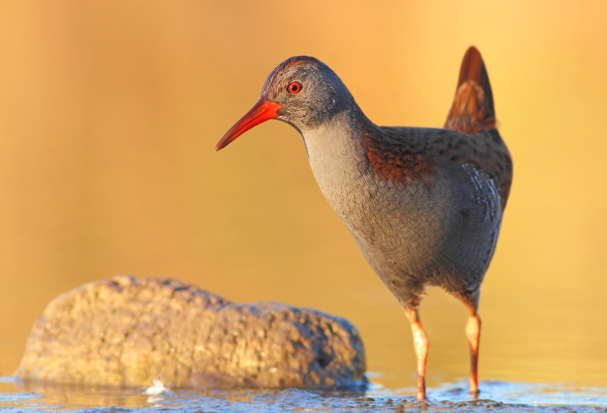 Water Rail