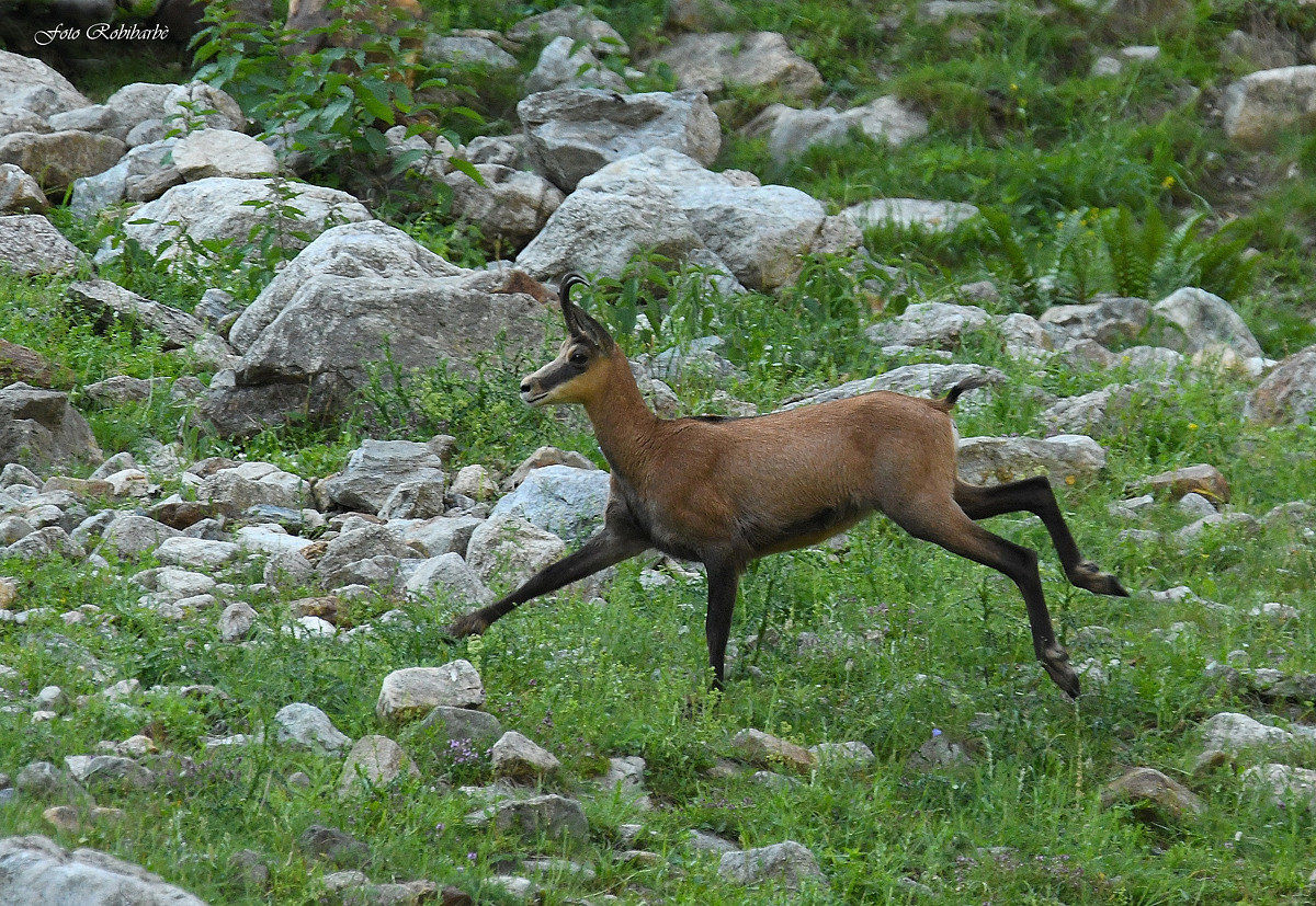 The jump of the chamois...