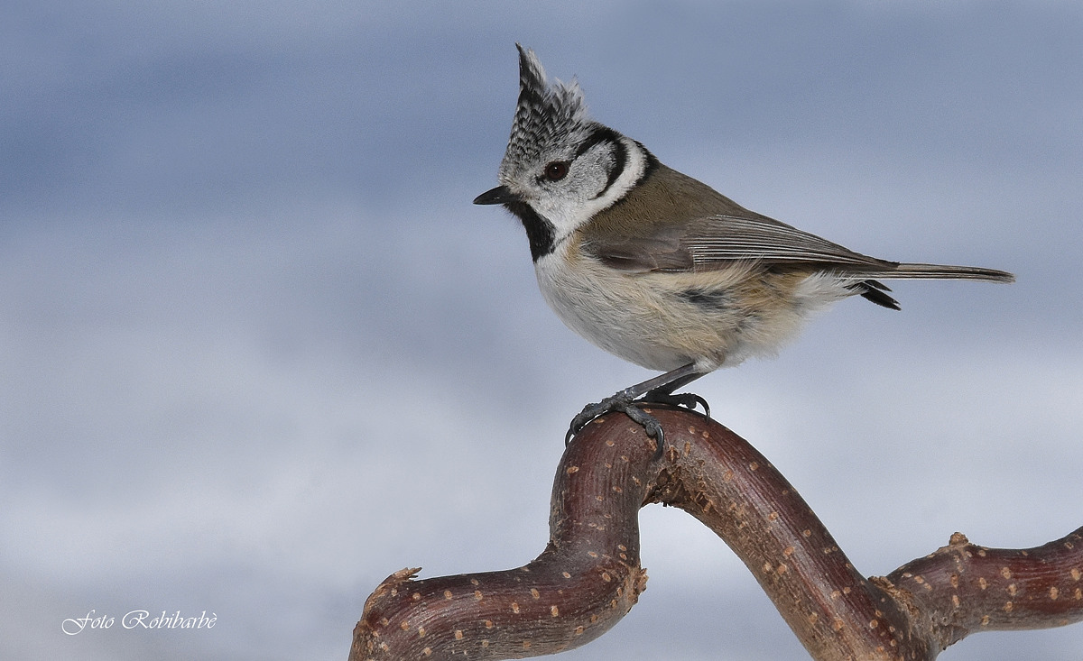 Cincia from the Tuam...