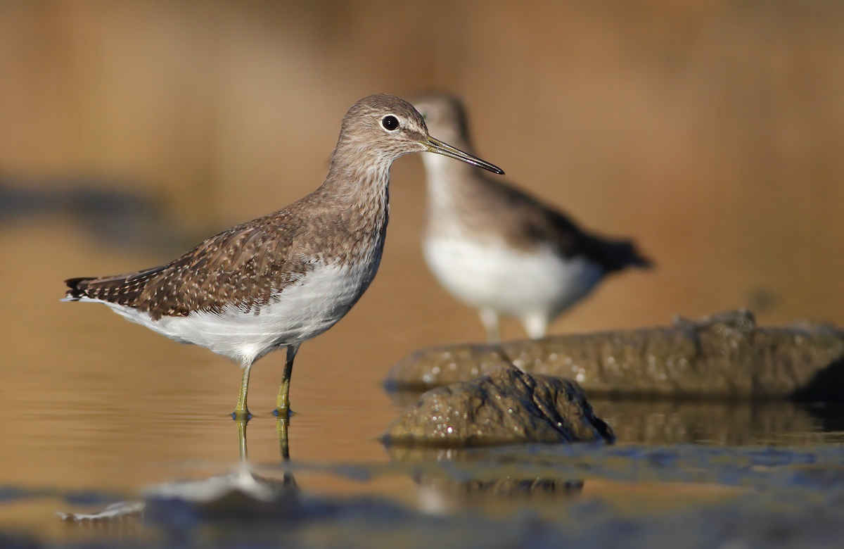 Pyro Pyro Culbianchi