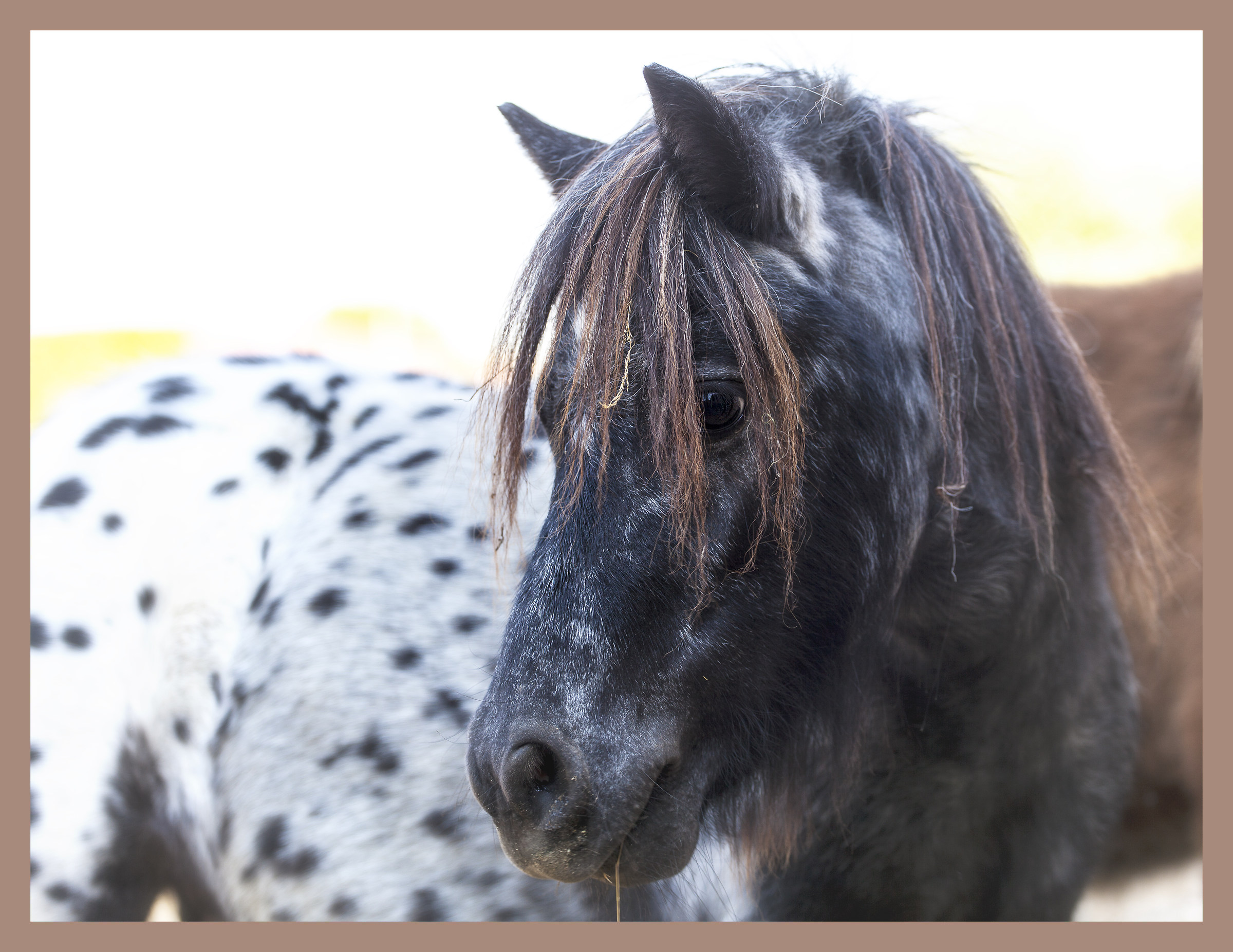 tanto pony,poco express...