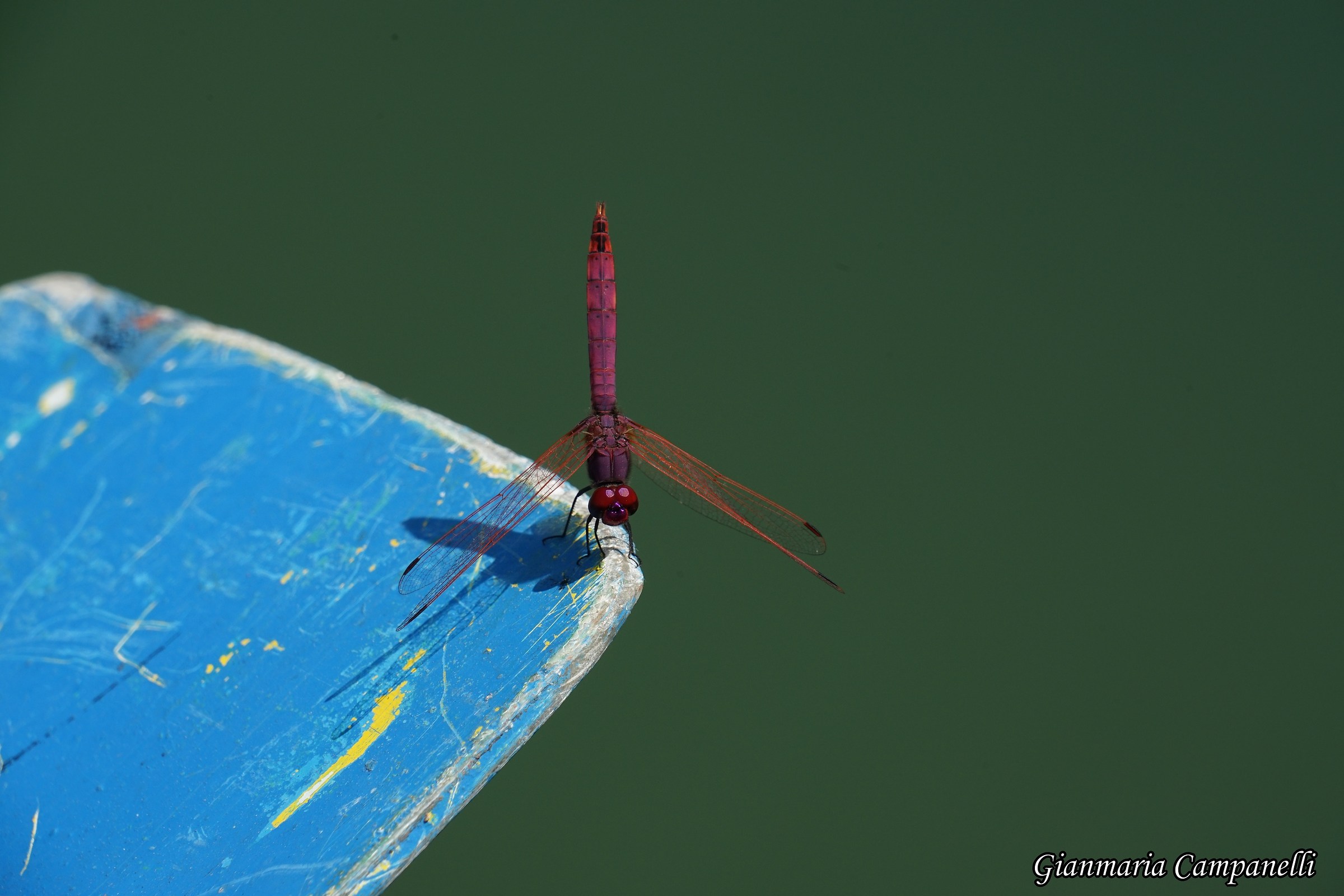 Libellula rossa o Simpetro sanguineo