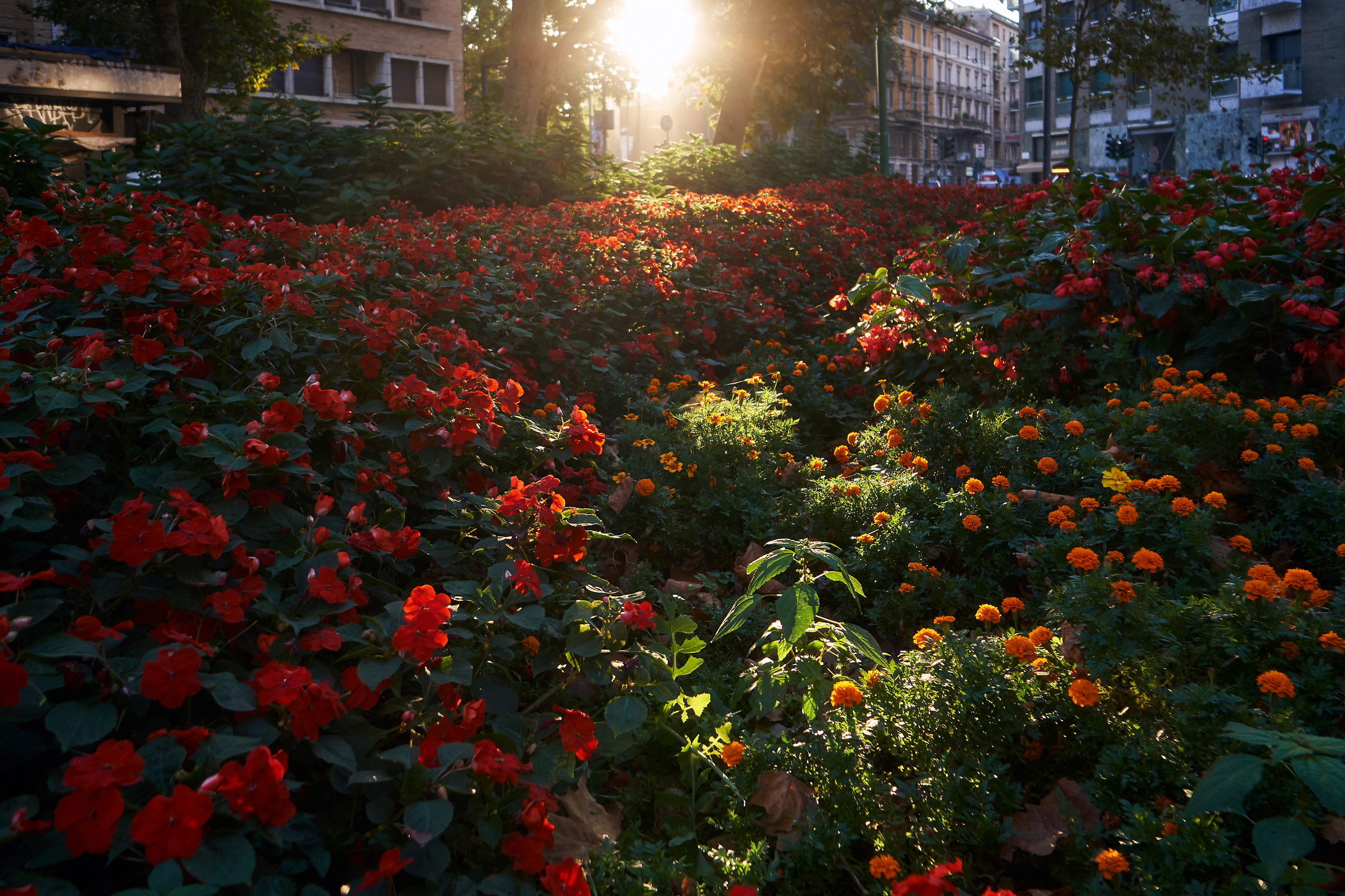 Sun, flowers and colors