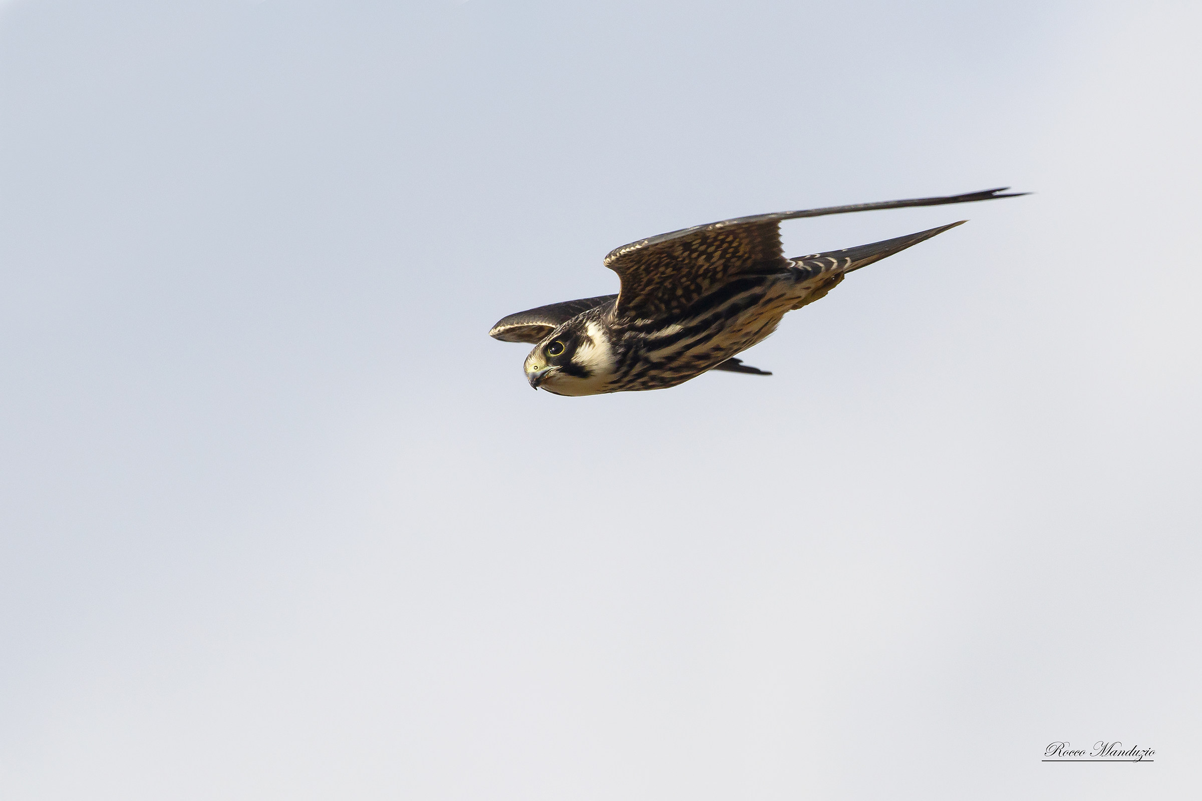 Hobby Hawk in a dive after seeing the prey