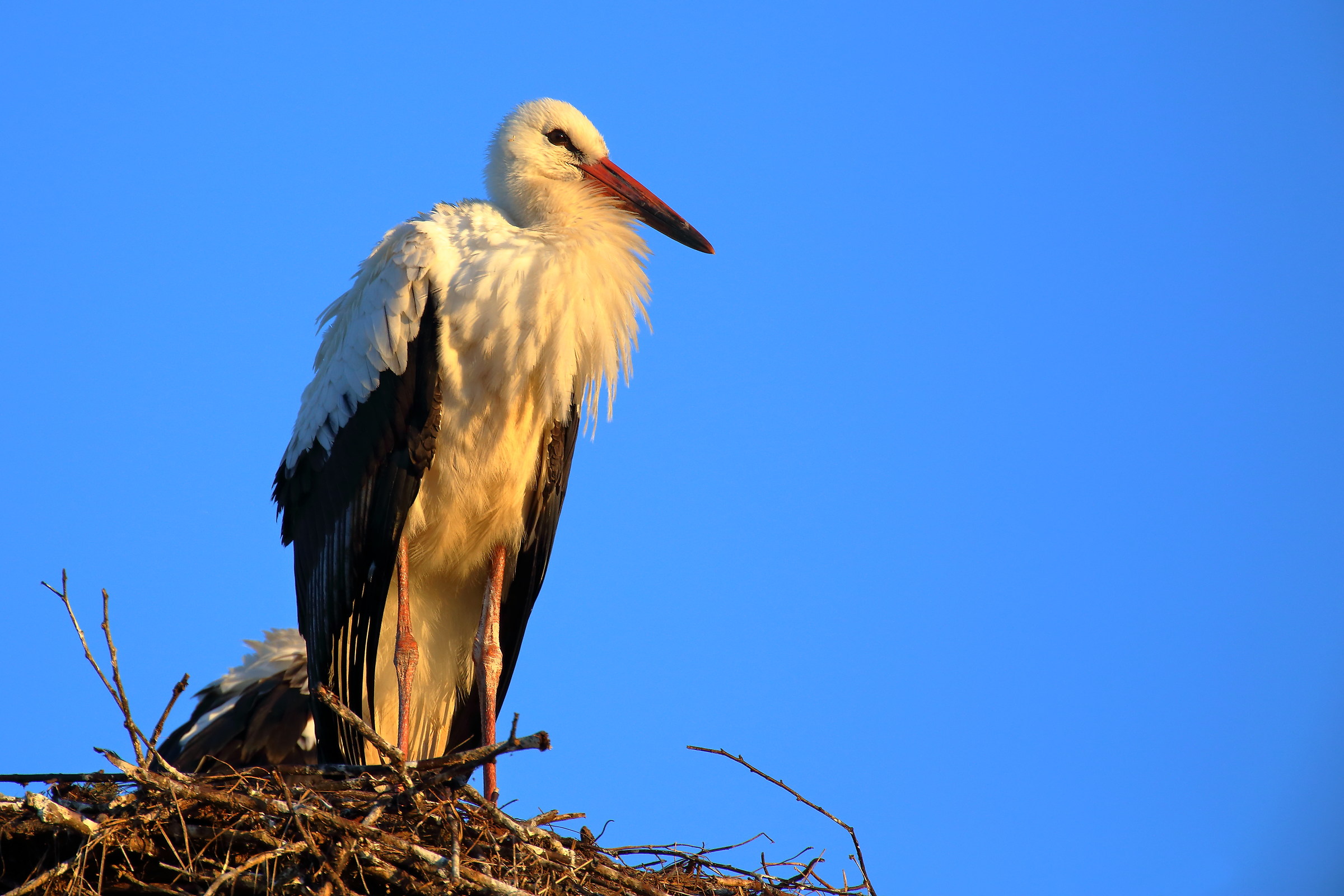The dawn of the Stork
