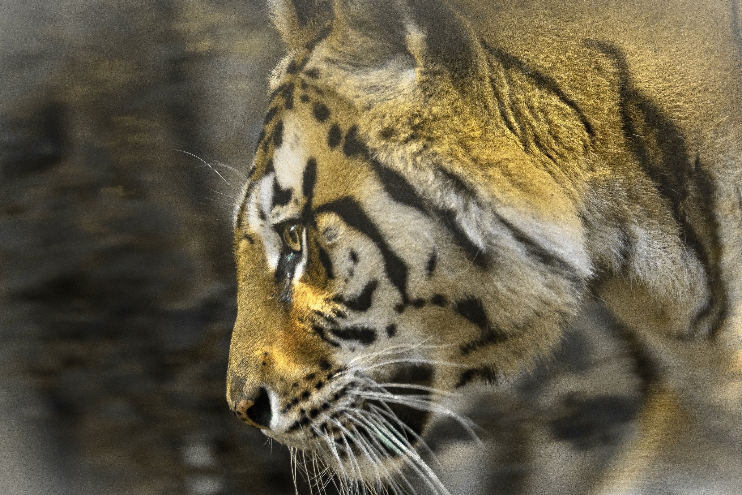 L'occhio della tigre