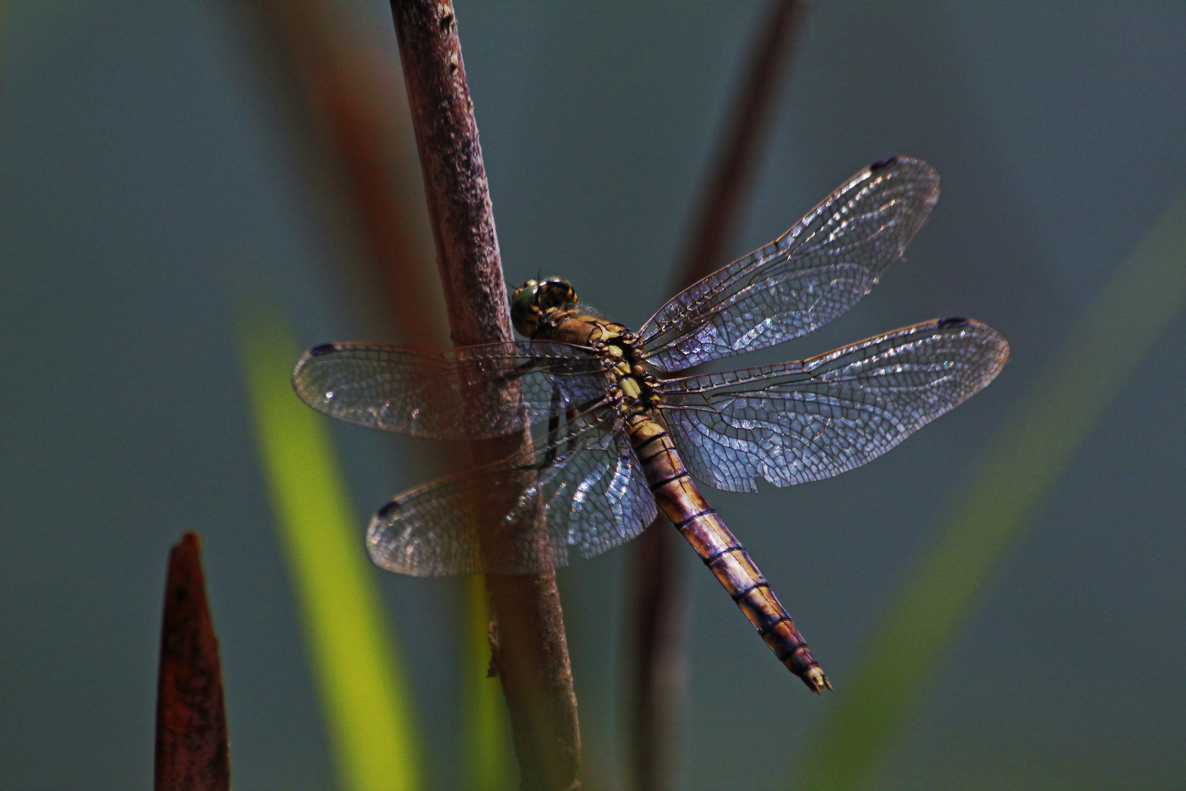 libellula vicino casa