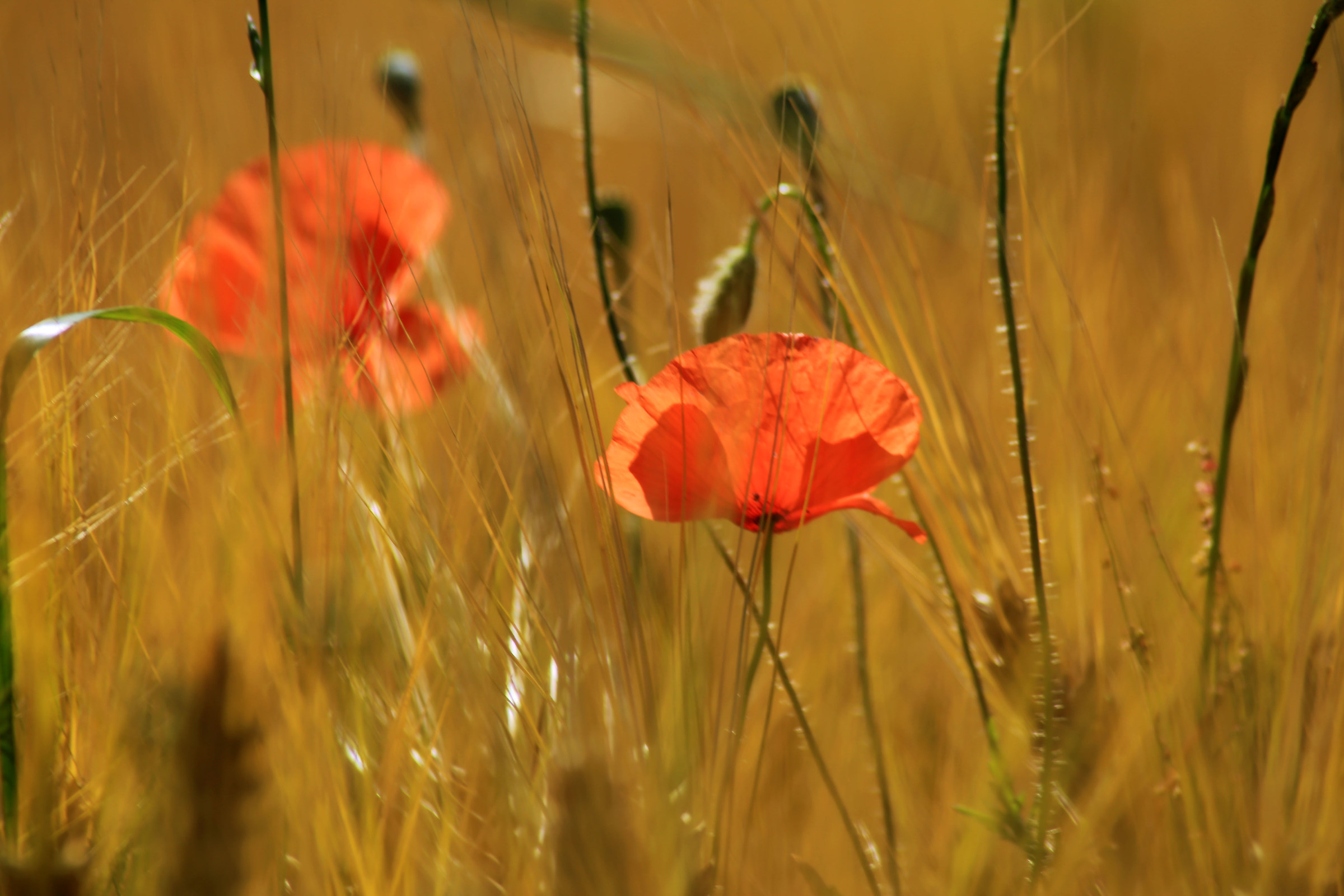 Remembrance of a summer