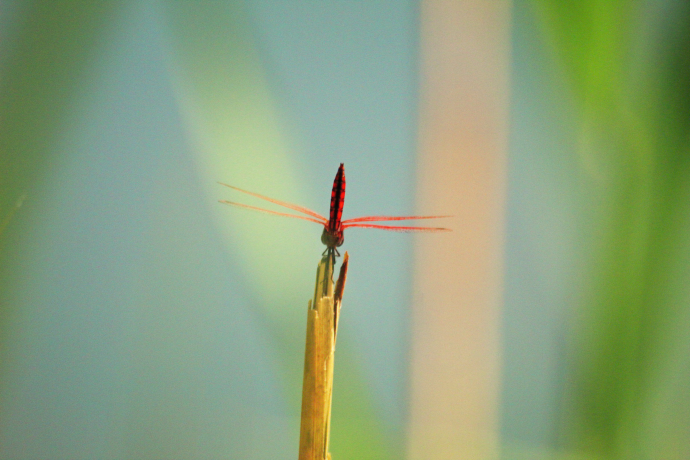libellula 2
