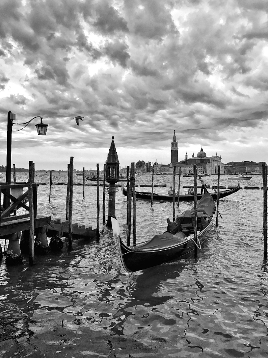 Il gabbiano veneziano